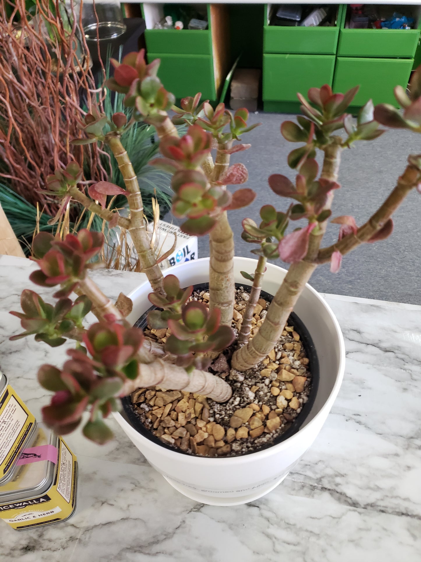 Jade Tree Aged- Groomed