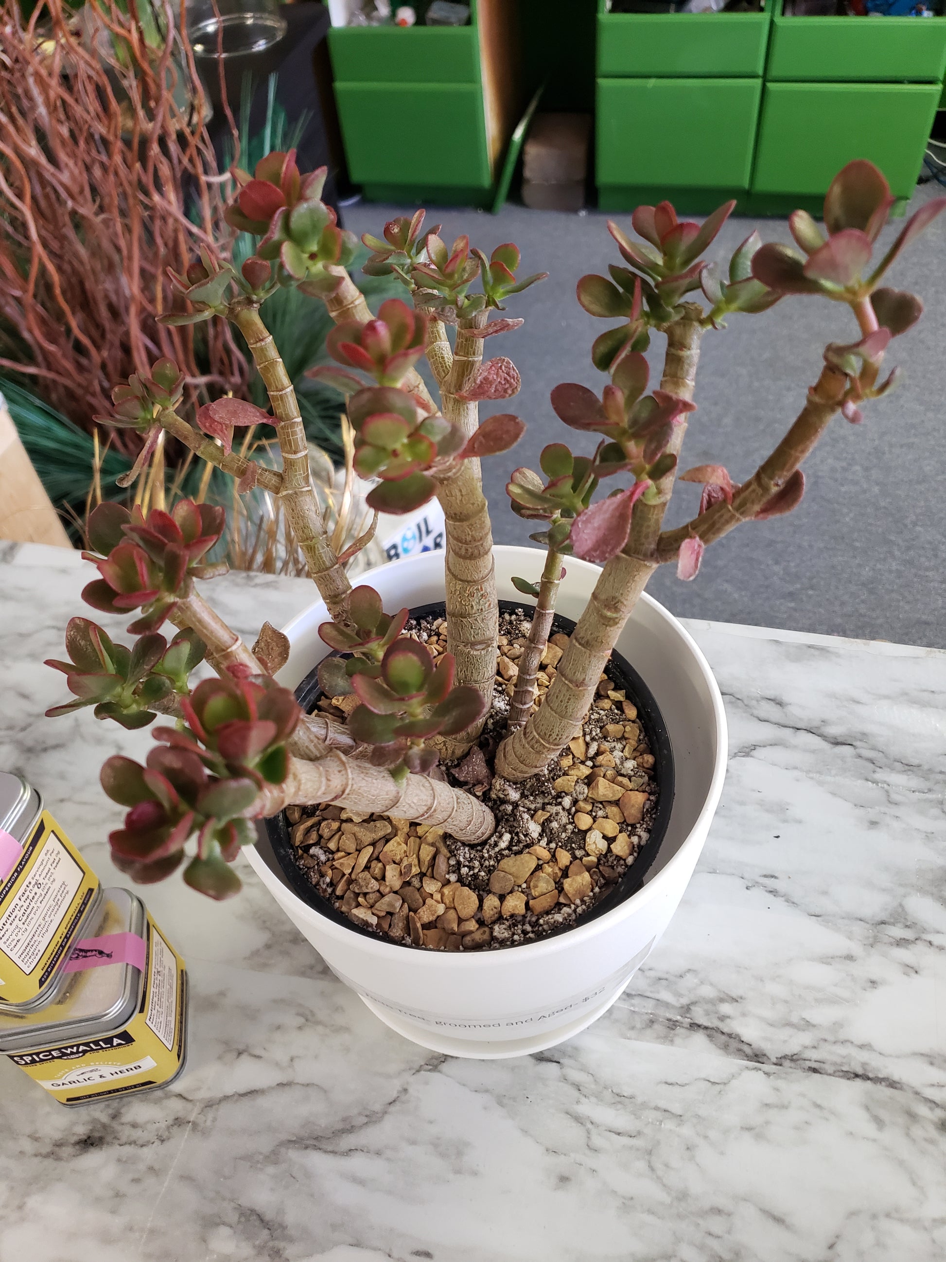 jade plant collection Jade Tree Aged- Groomed – Plants and Things LLC