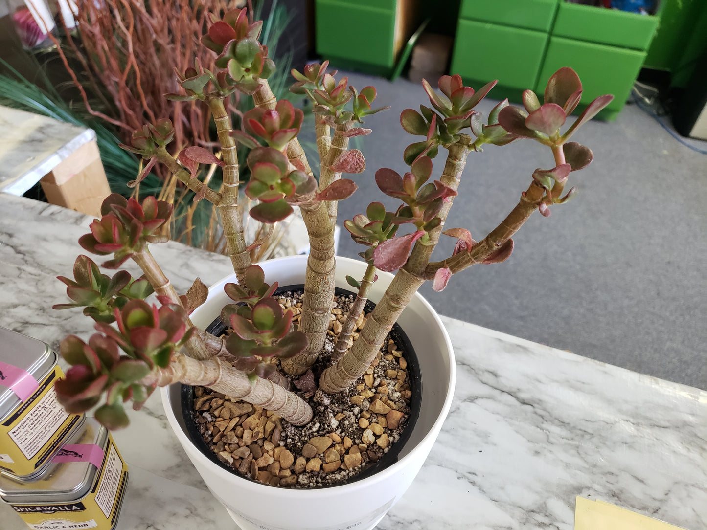 Jade Tree Aged- Groomed