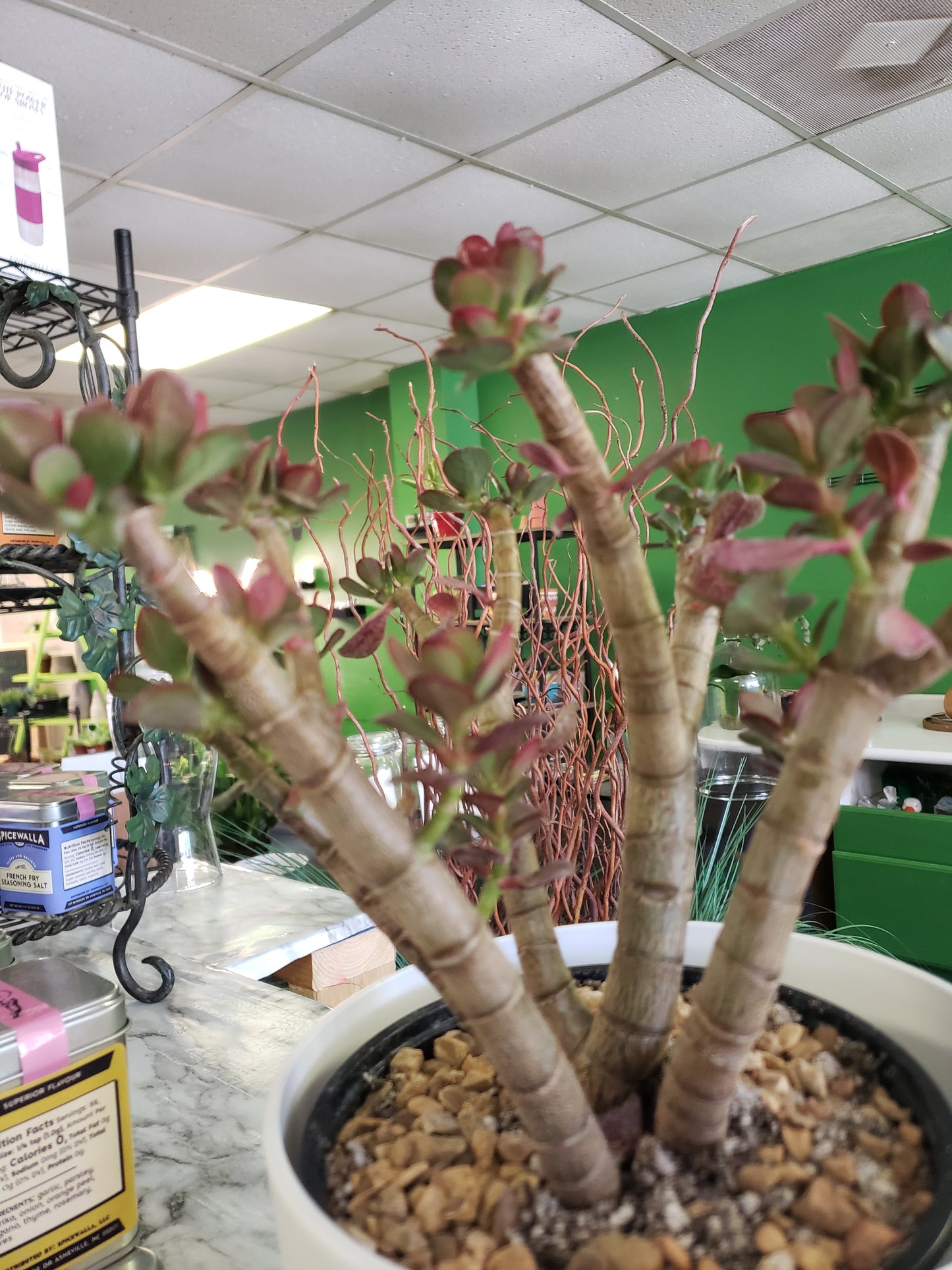 Jade Tree Aged- Groomed