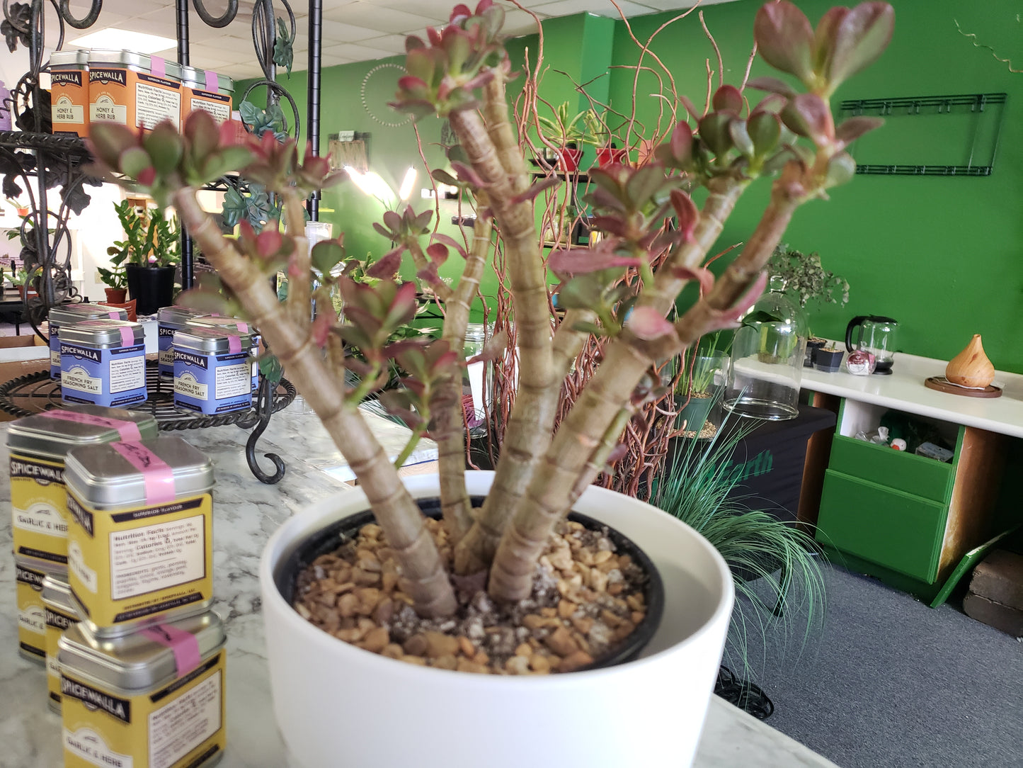 Jade Tree Aged- Groomed