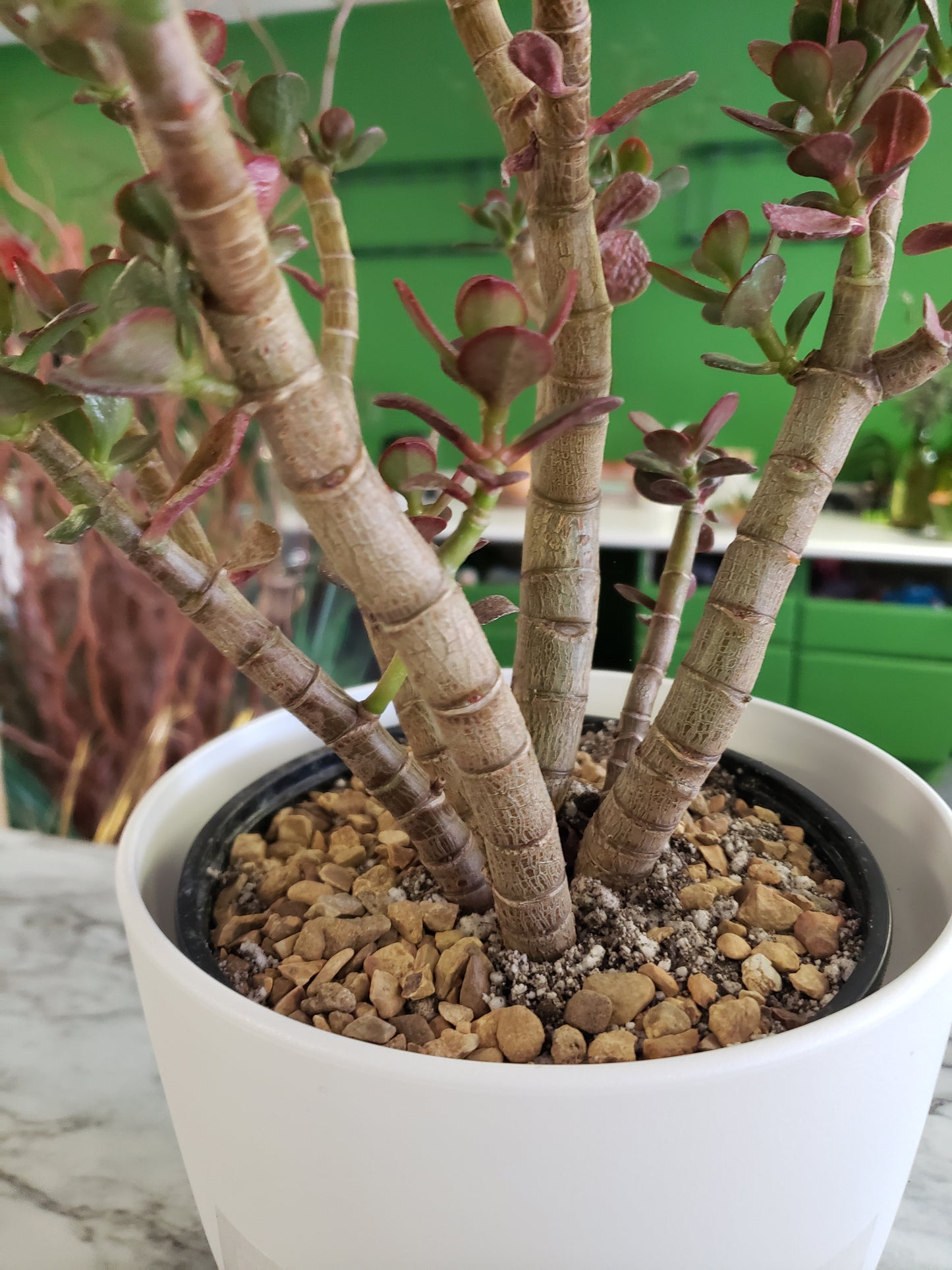 Jade Tree Aged- Groomed