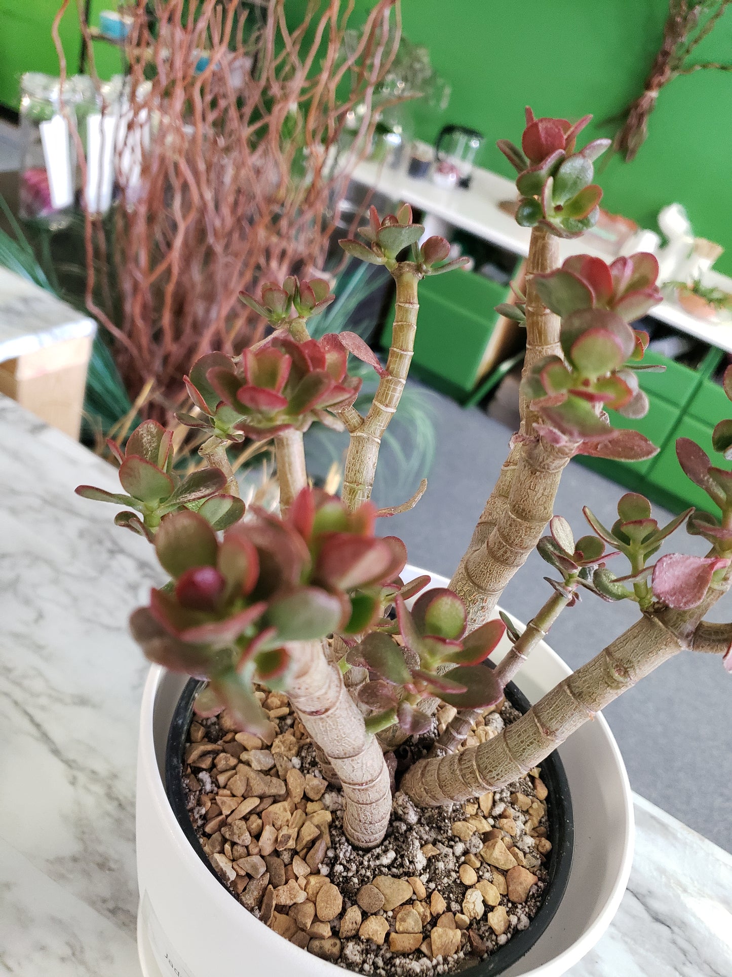 Jade Tree Aged- Groomed