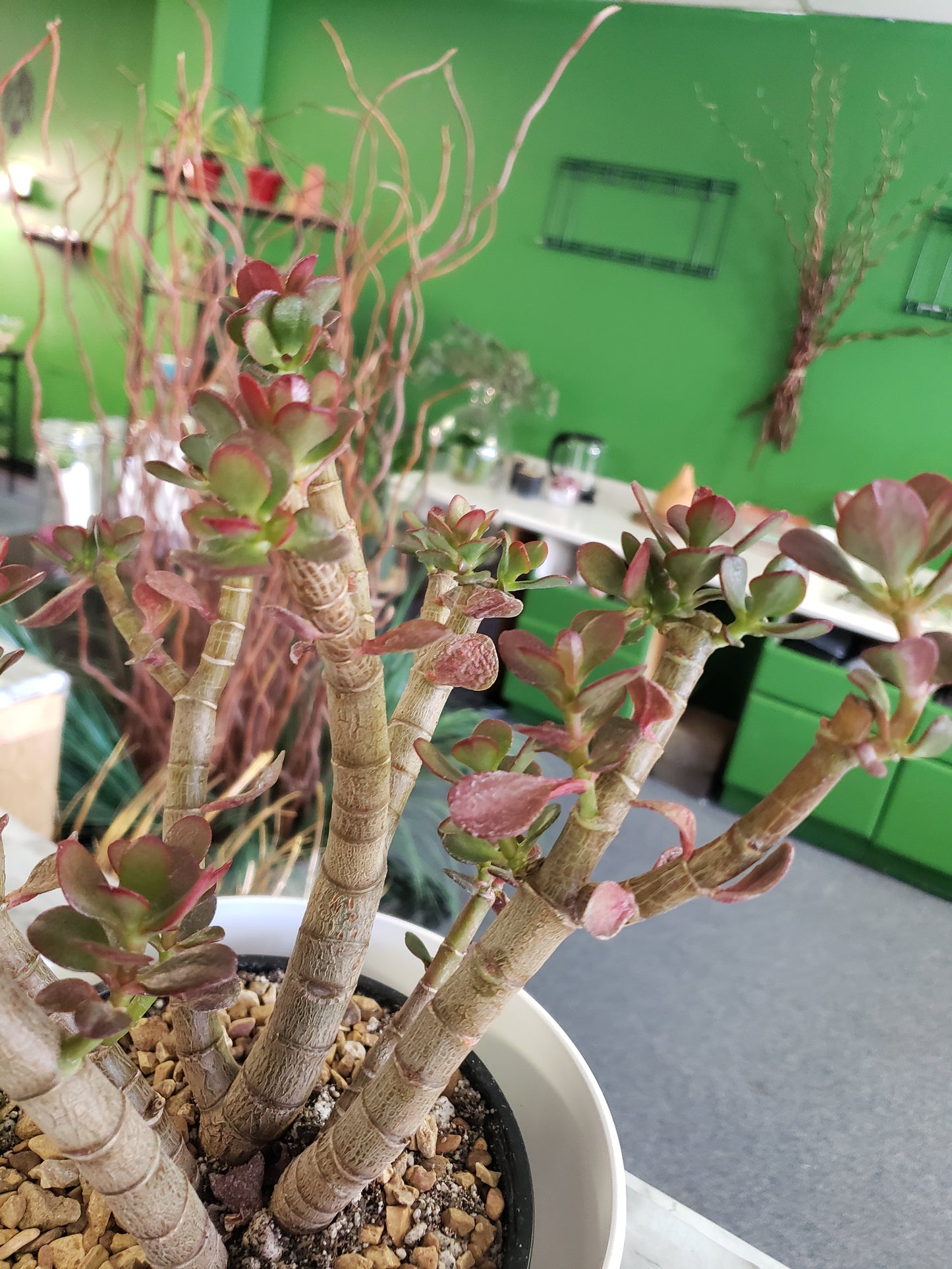 Jade Tree Aged- Groomed