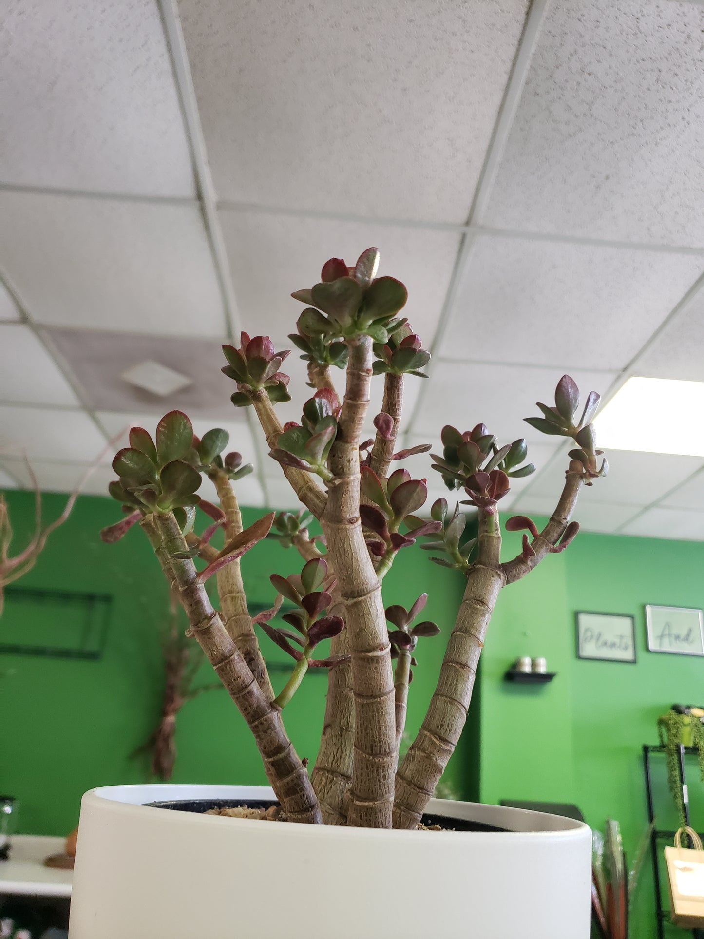 Jade Tree Aged- Groomed