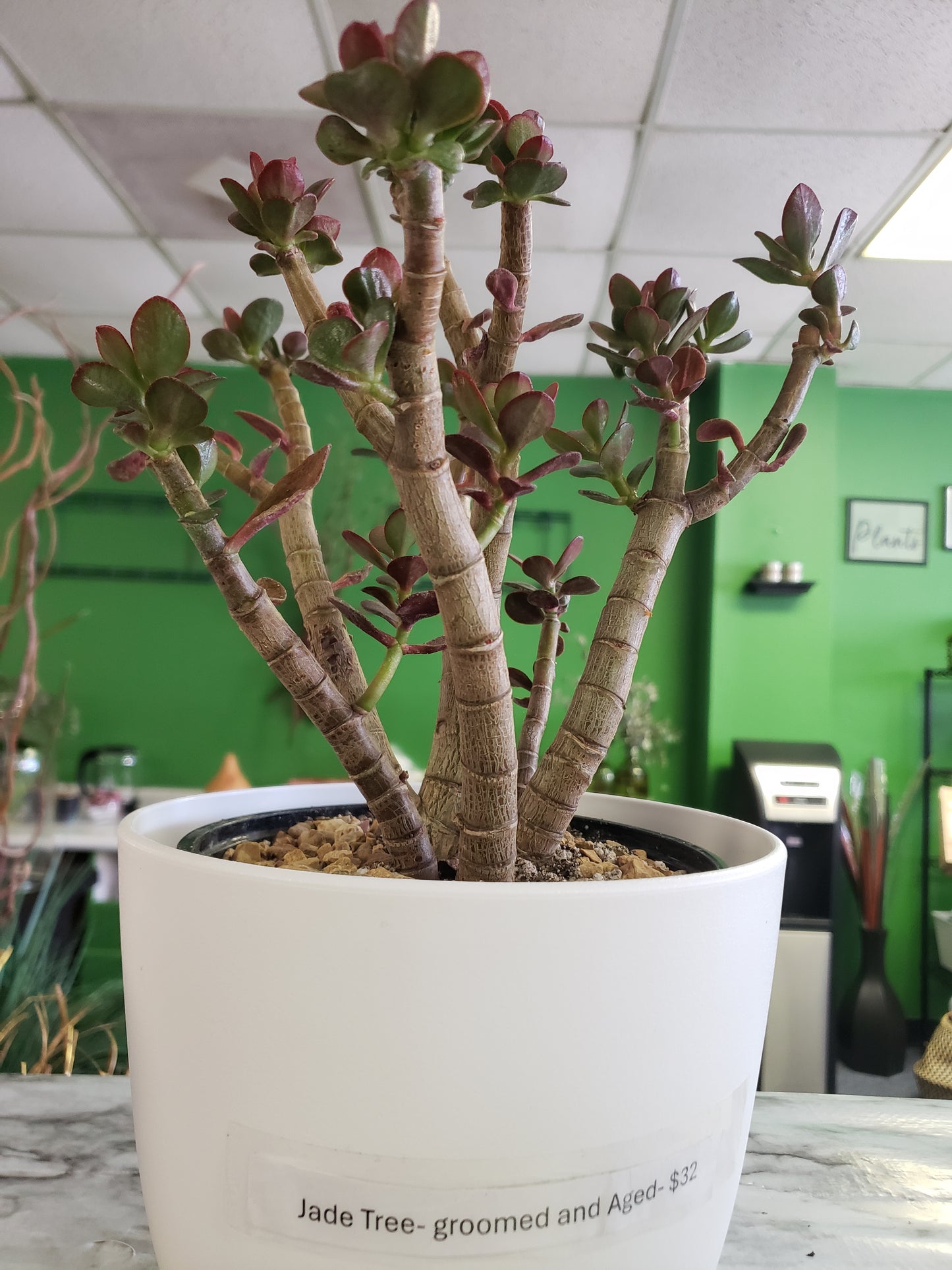 Jade Tree Aged- Groomed