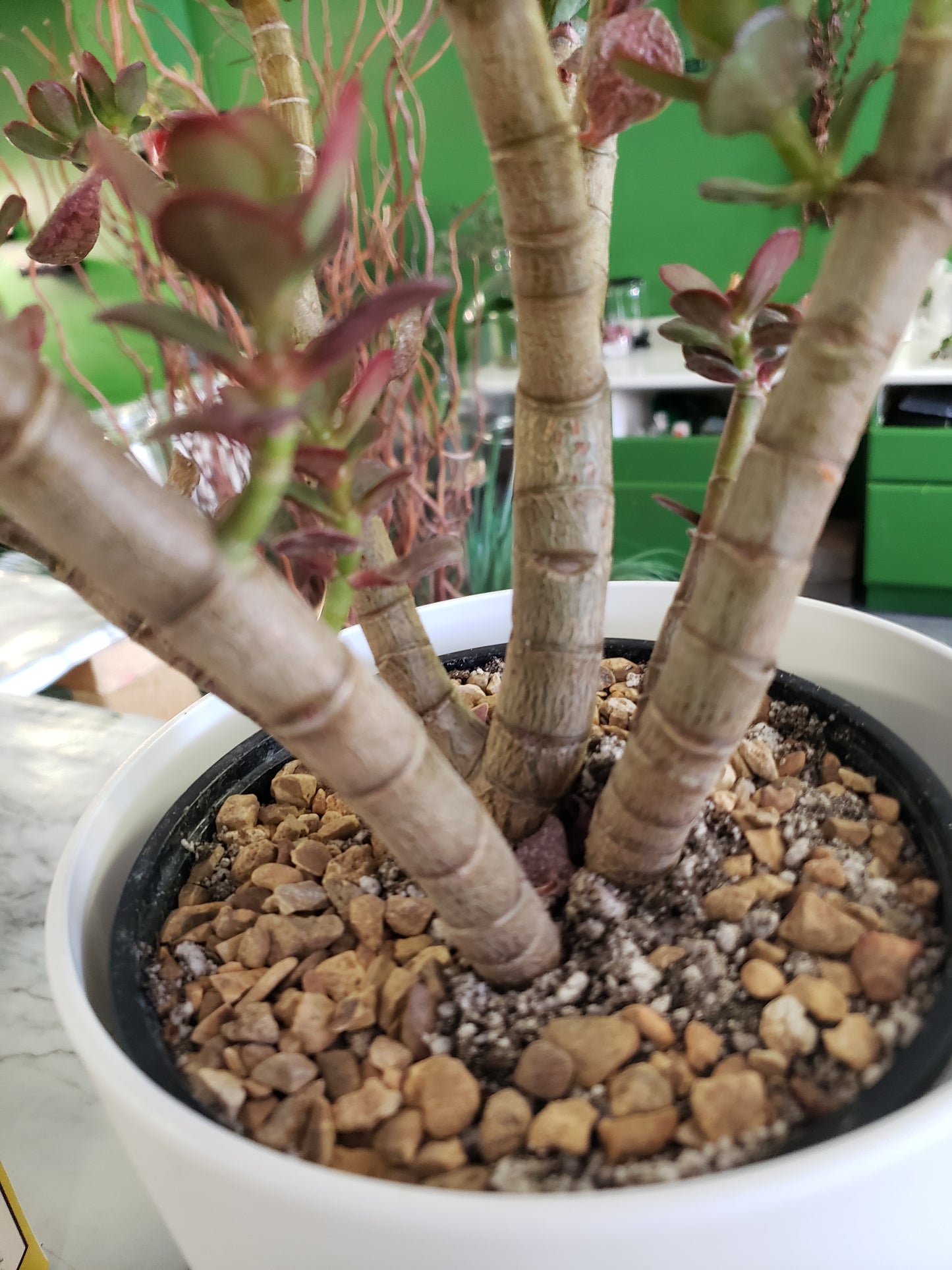 Jade Tree Aged- Groomed