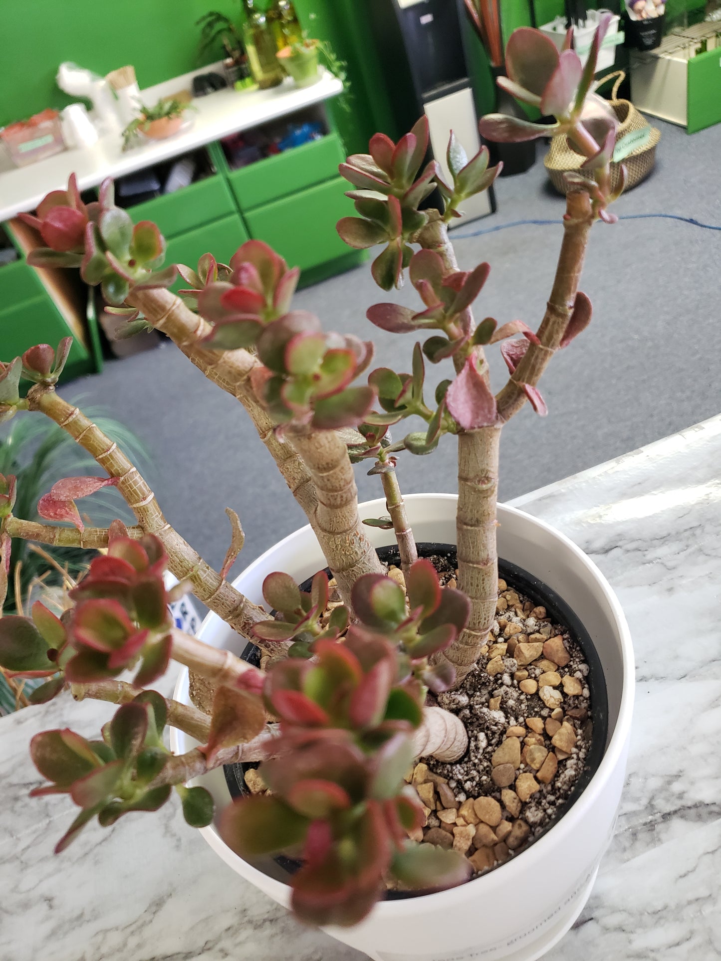 Jade Tree Aged- Groomed