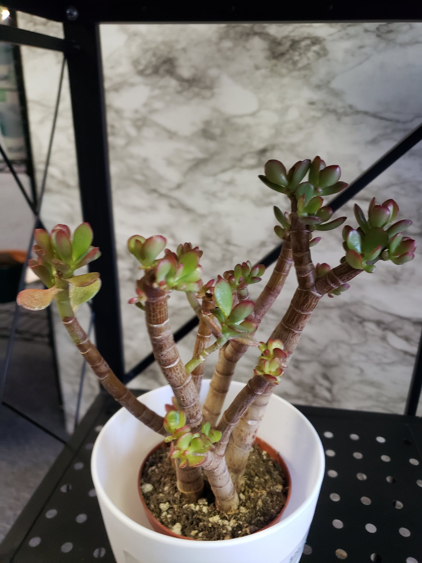 Jade Tree Aged- Groomed