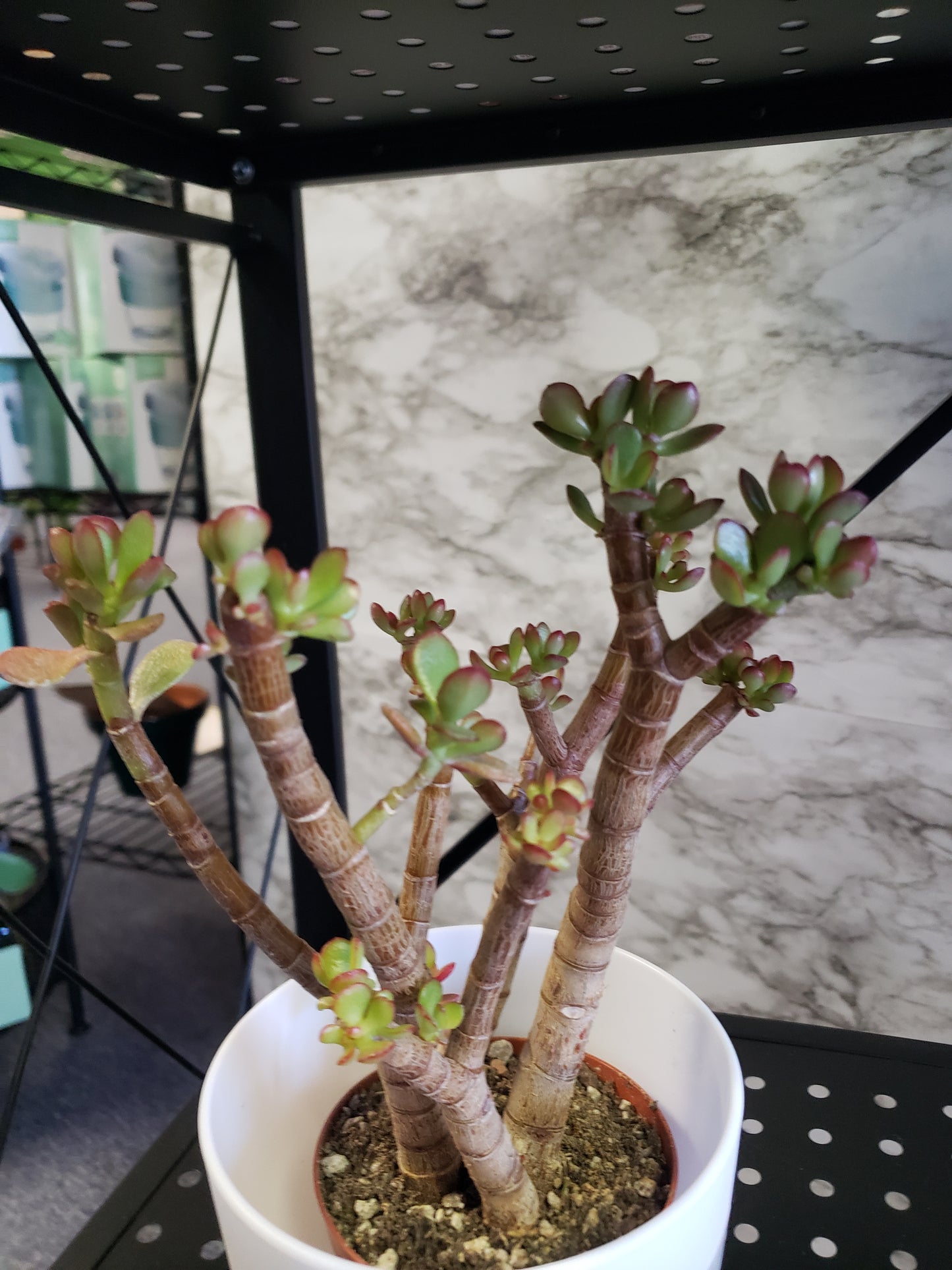 Jade Tree Aged- Groomed