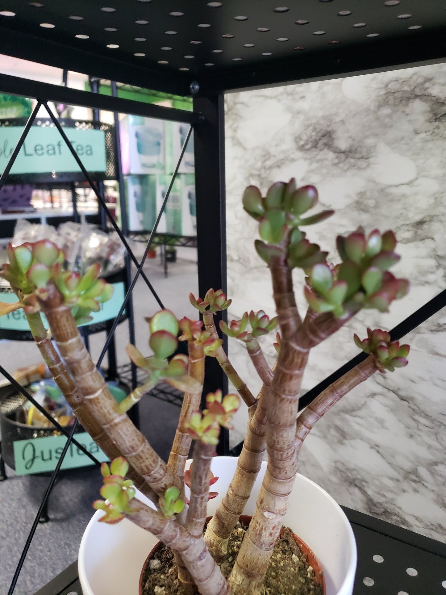 Jade Tree Aged- Groomed
