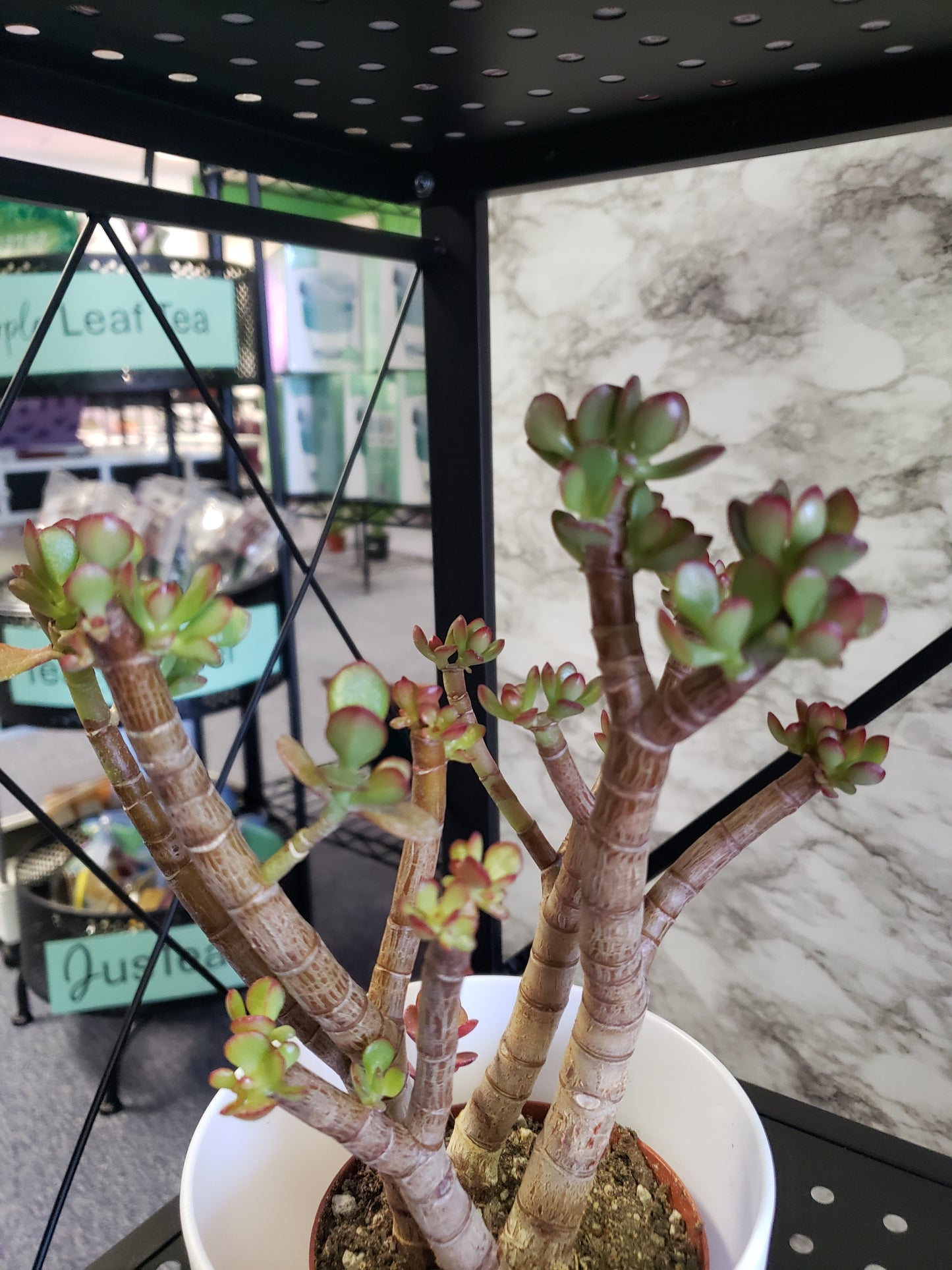 Jade Tree Aged- Groomed