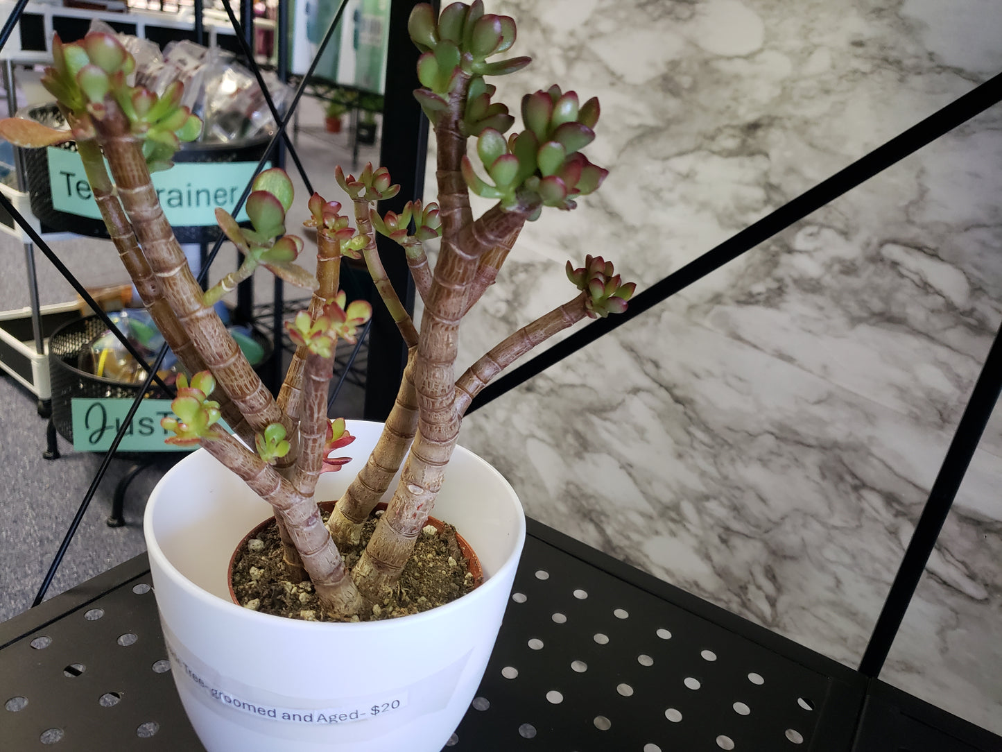 Jade Tree Aged- Groomed