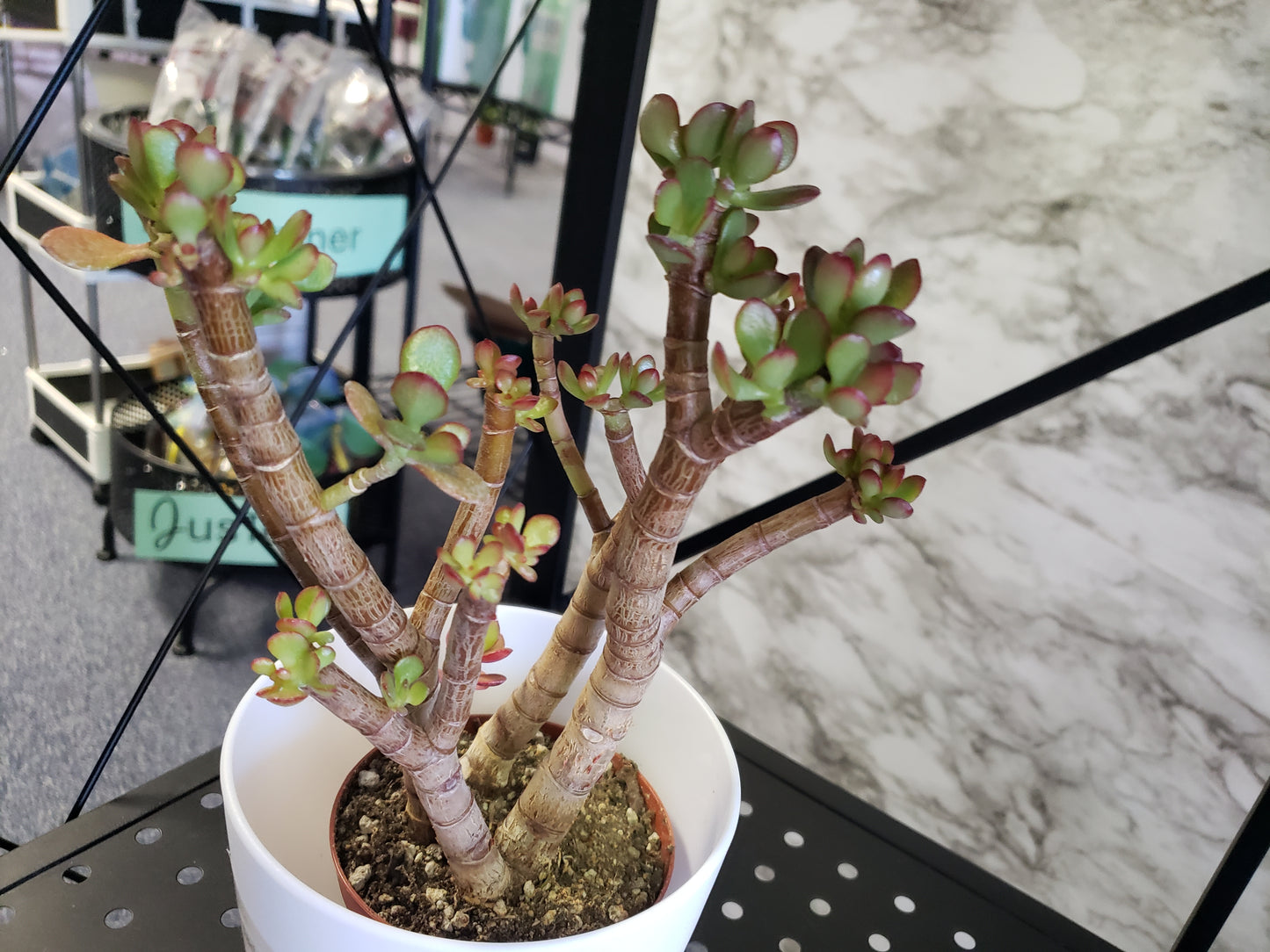 Jade Tree Aged- Groomed
