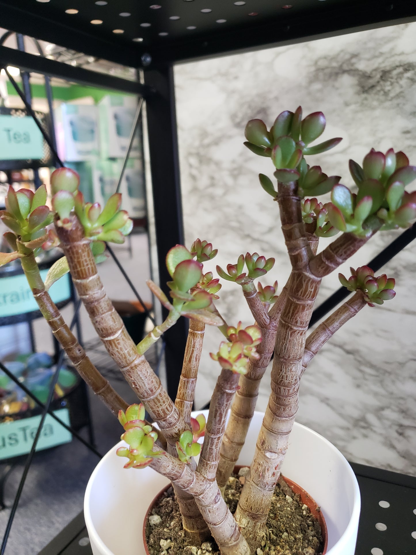 Jade Tree Aged- Groomed