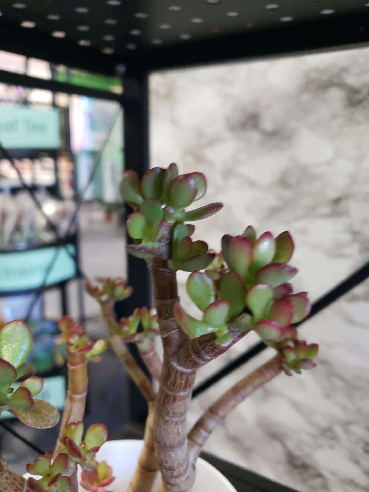 Jade Tree Aged- Groomed