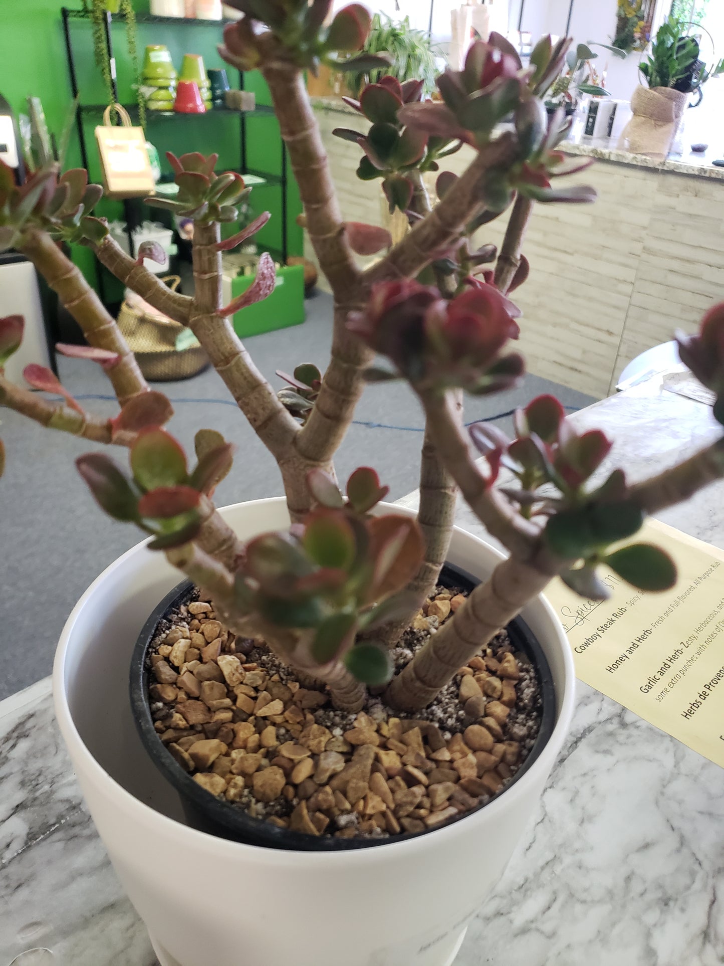 Jade Tree Aged- Groomed