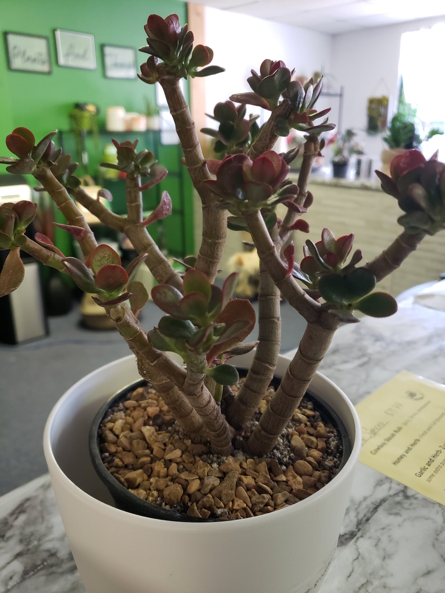 Jade Tree Aged- Groomed