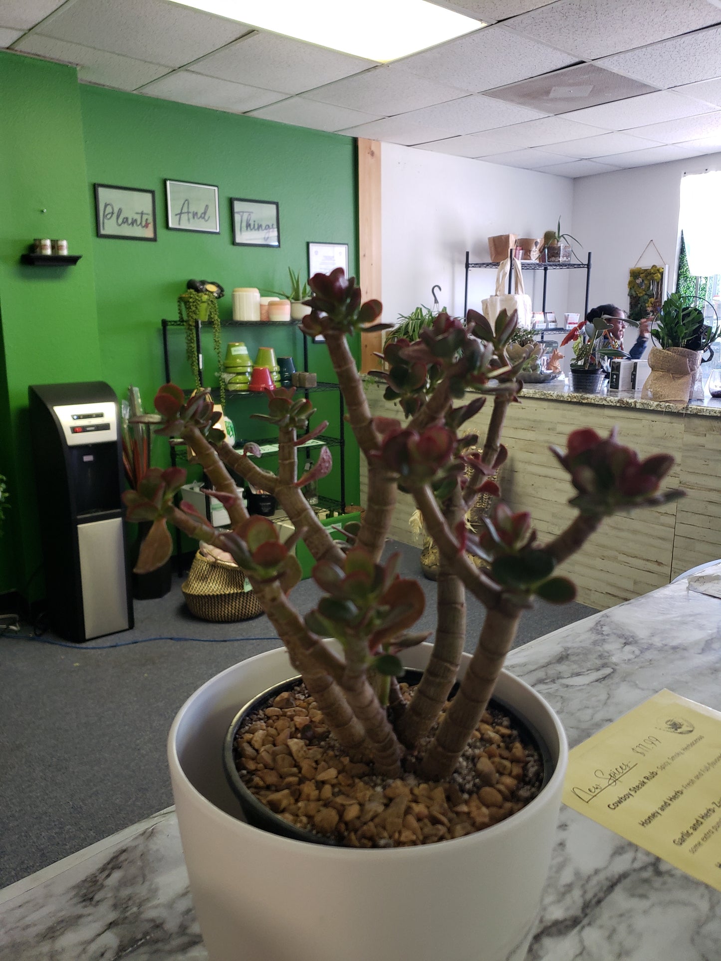 Jade Tree Aged- Groomed