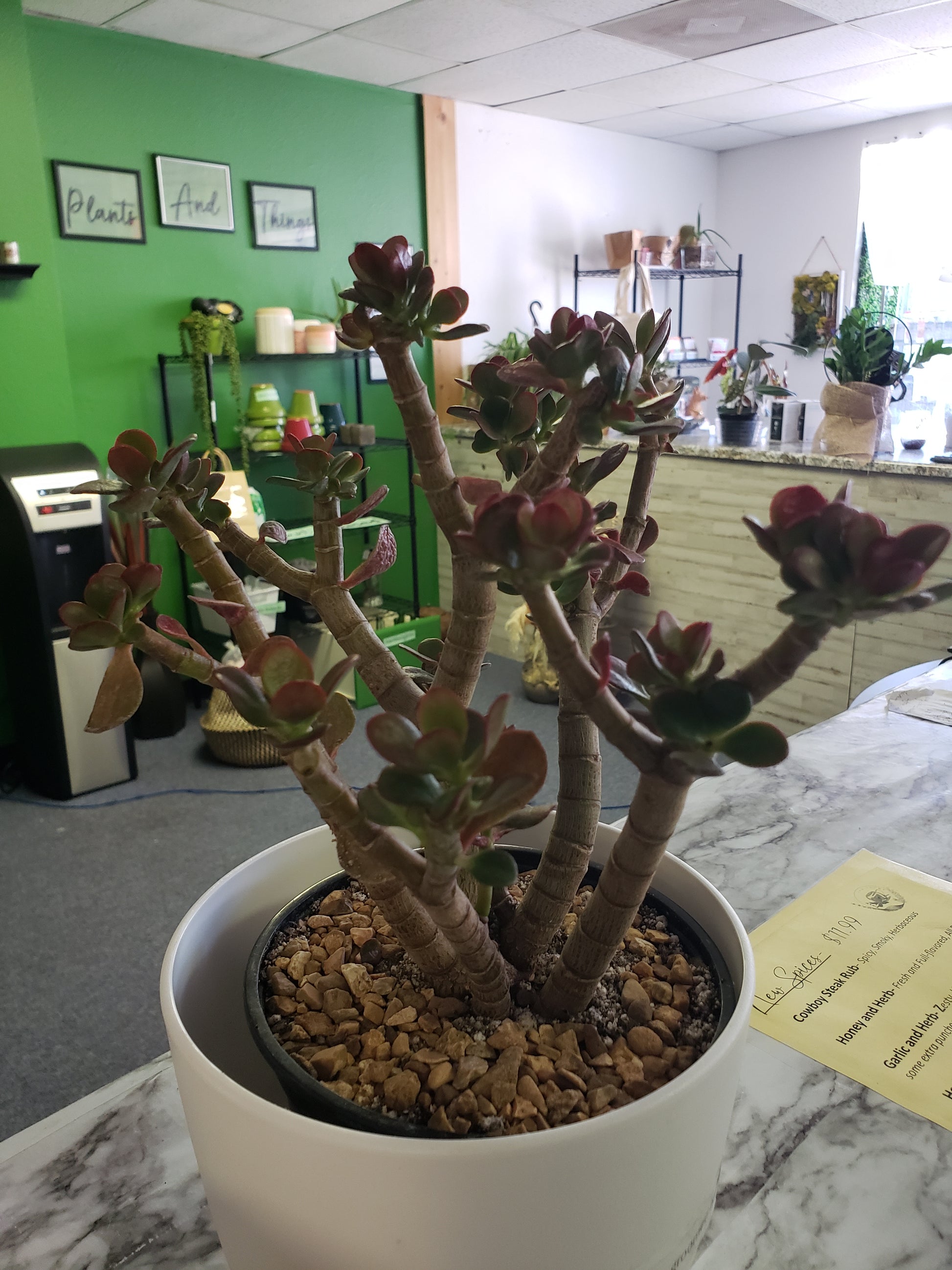 very old jade plant Jade Tree Aged- Groomed – Plants and Things LLC