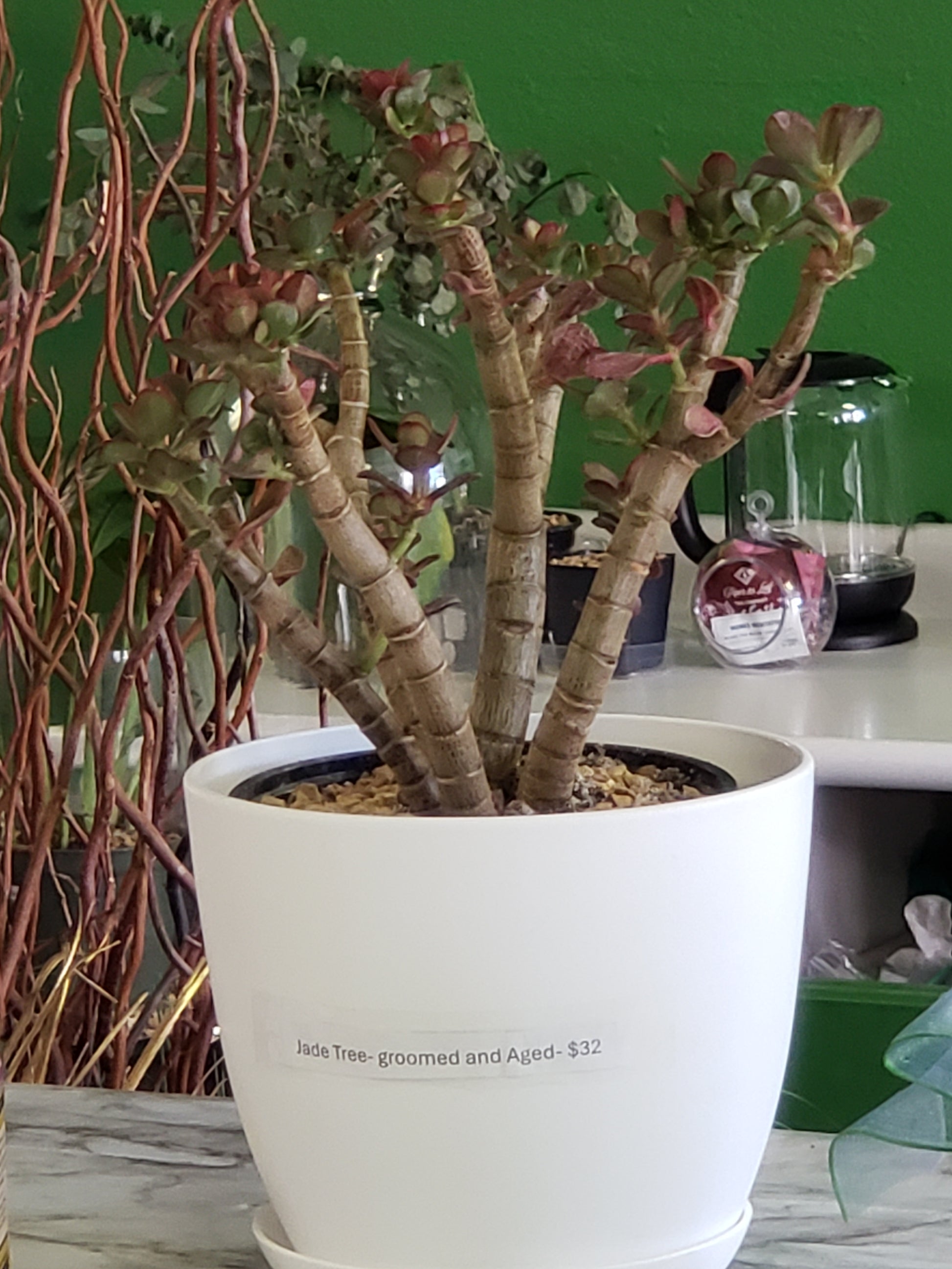 jade plant vs jade tree Jade Tree Aged- Groomed – Plants and Things LLC