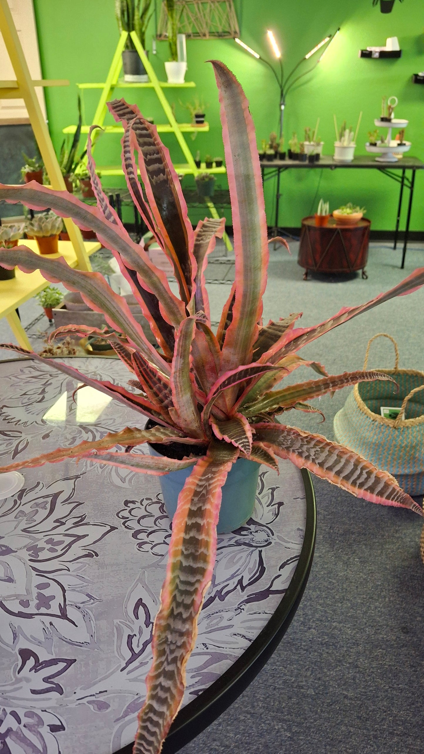 Cryptanthus 'Pink Starlight'