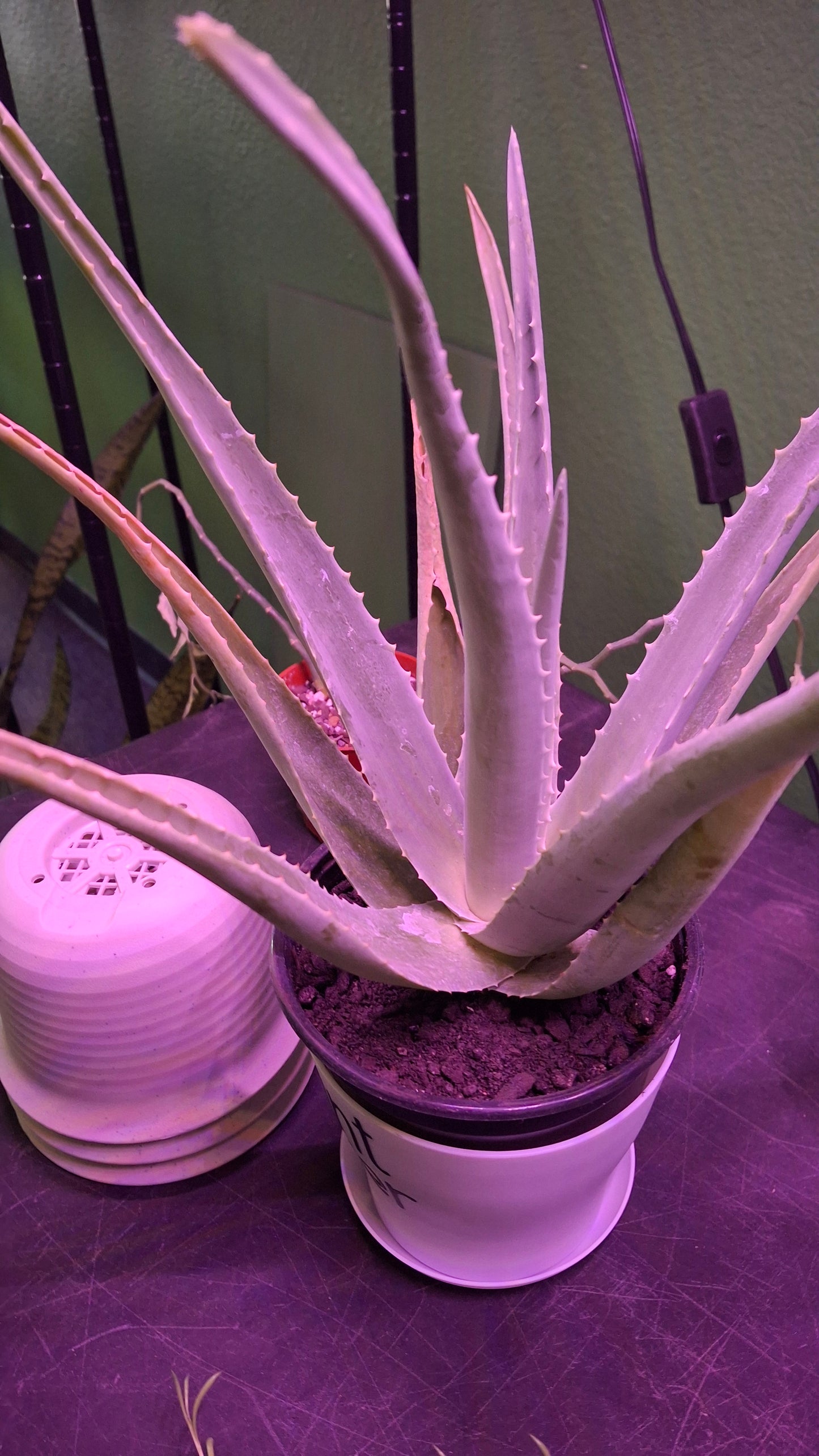 Aloe Vera Plant