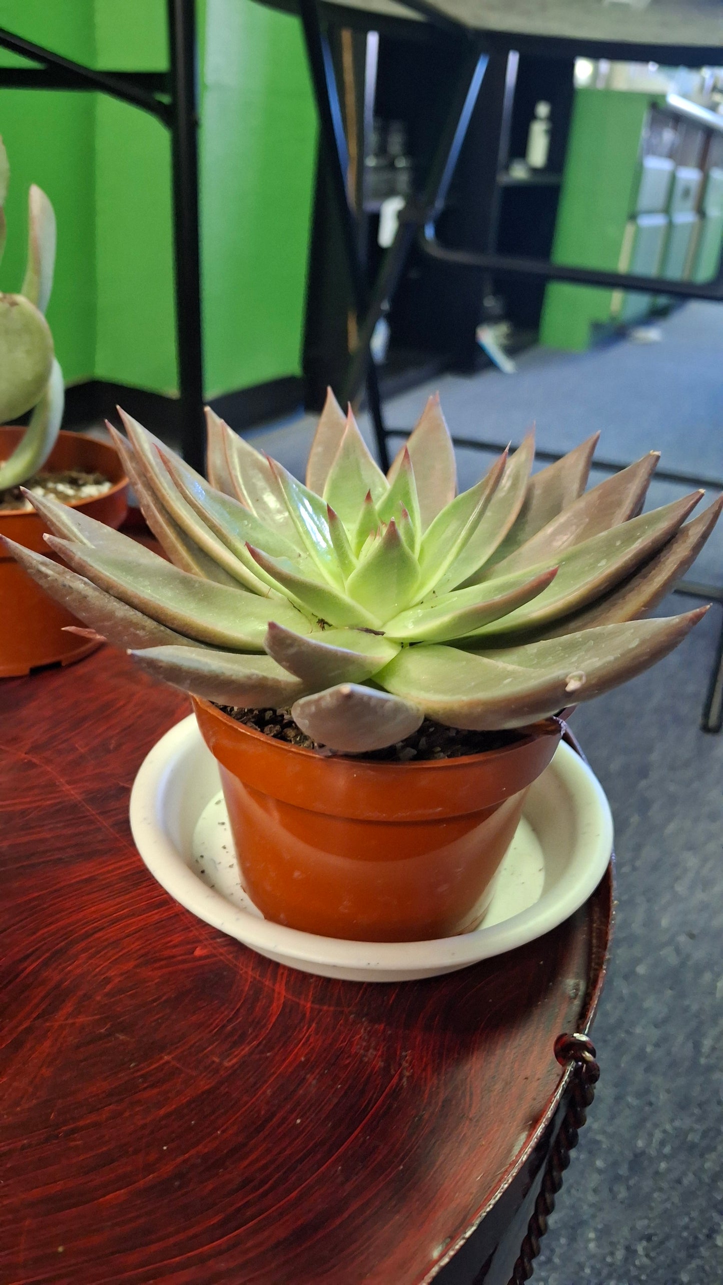Echeveria Variety A