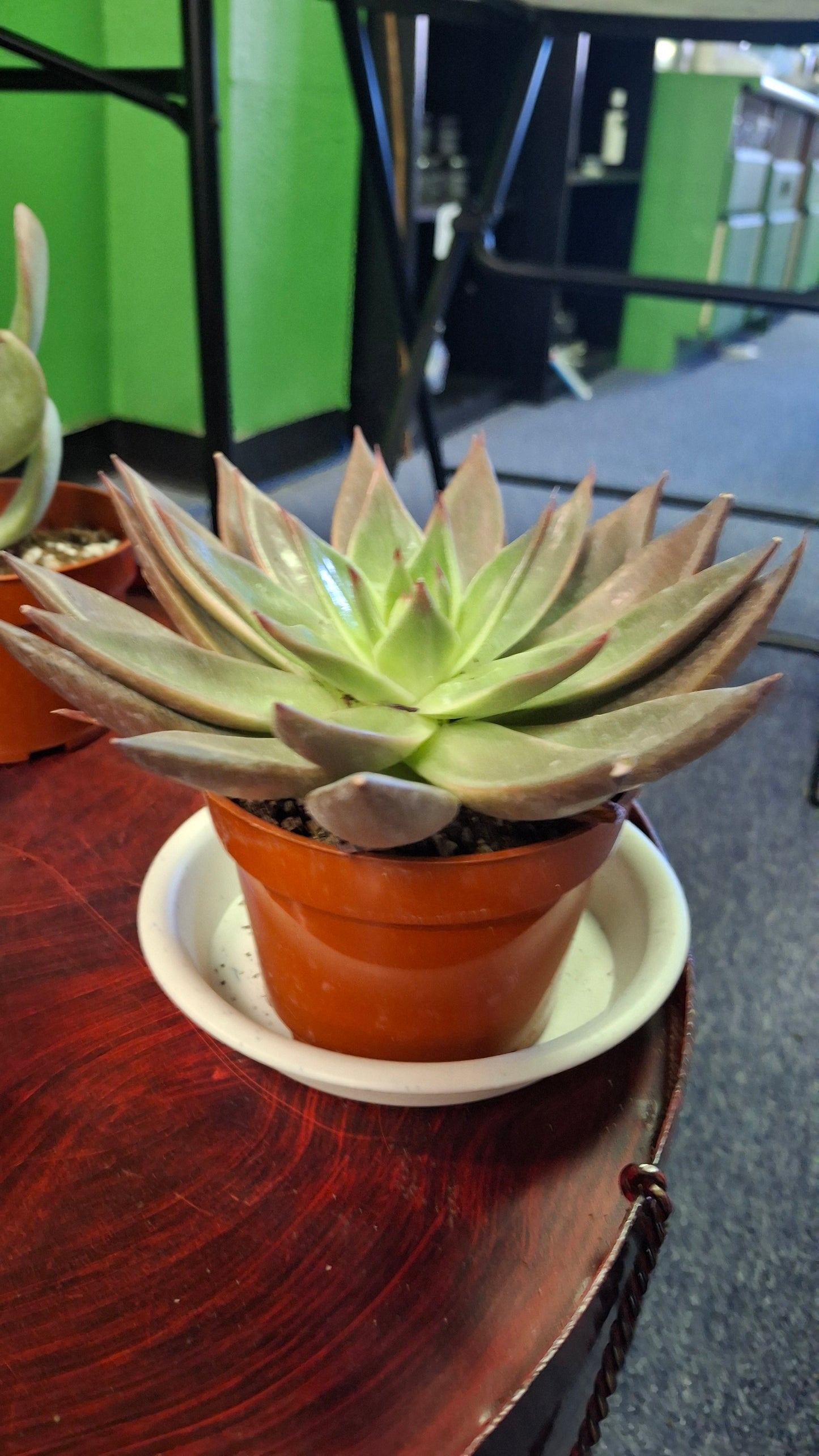Echeveria Variety A