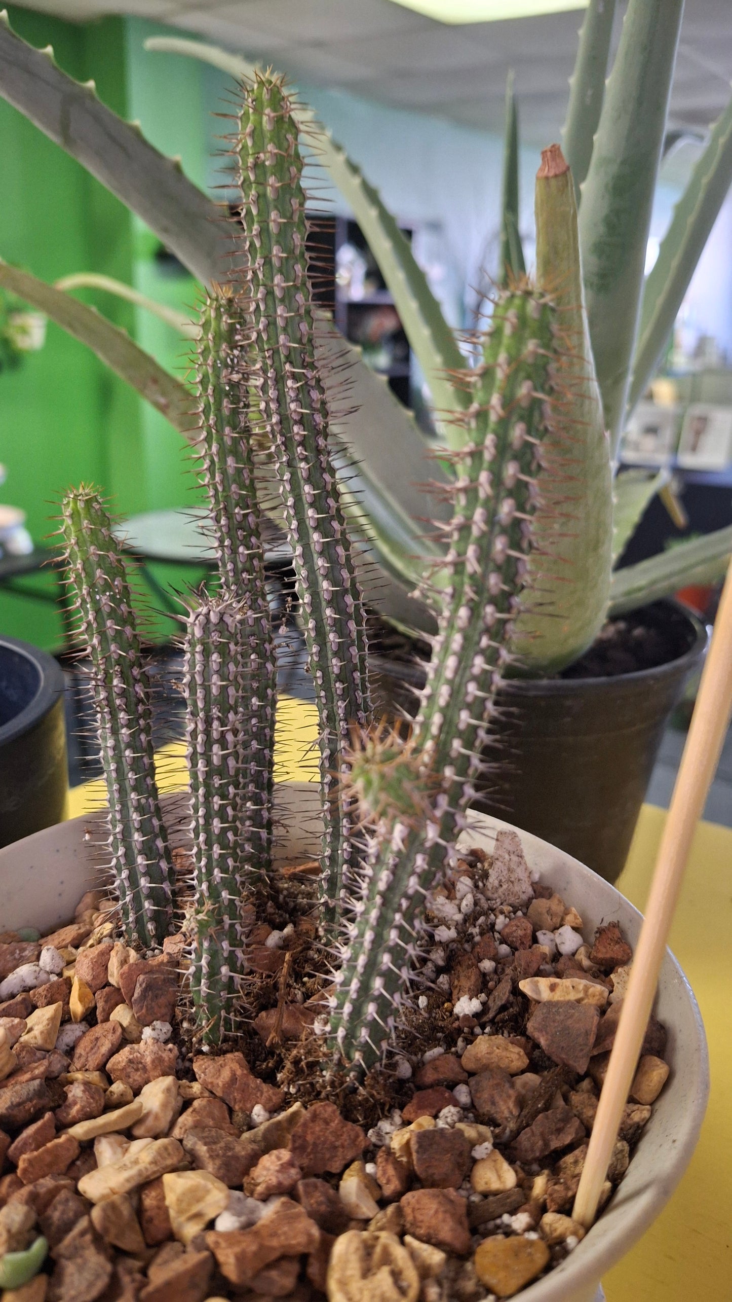 Euphorbia Baioensis potted