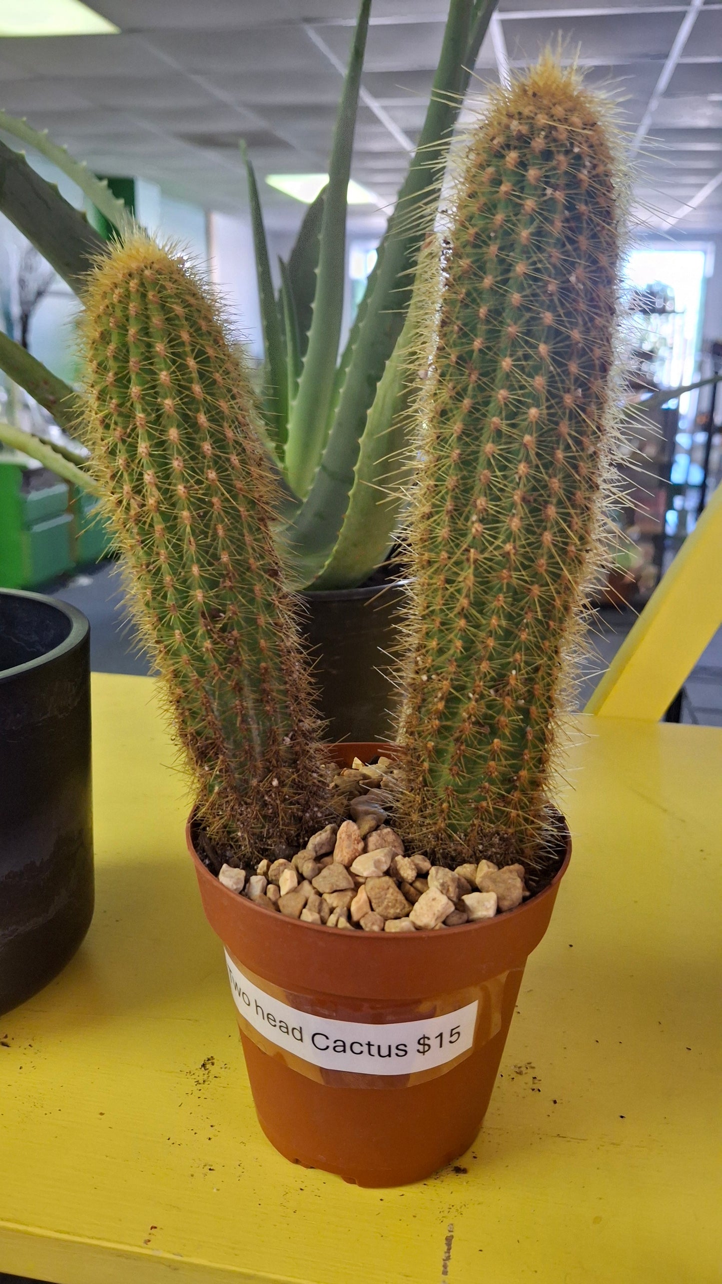 Two head cactus