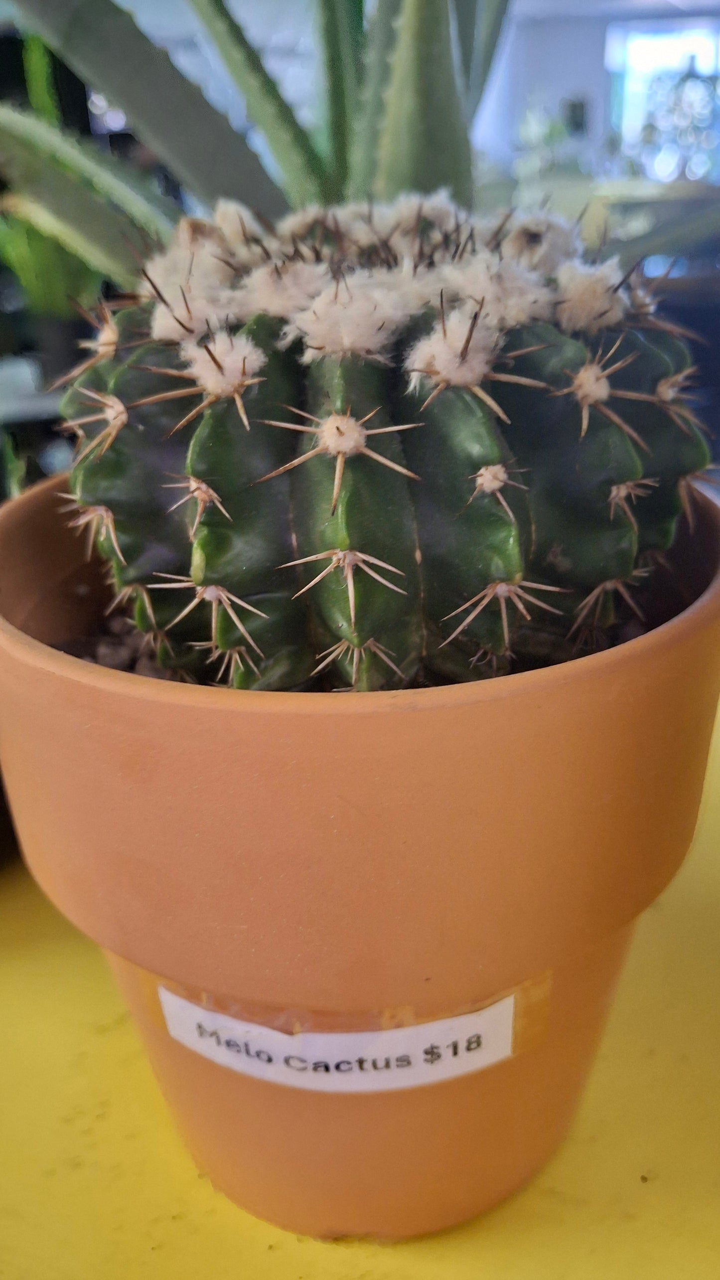 Melo Cactus