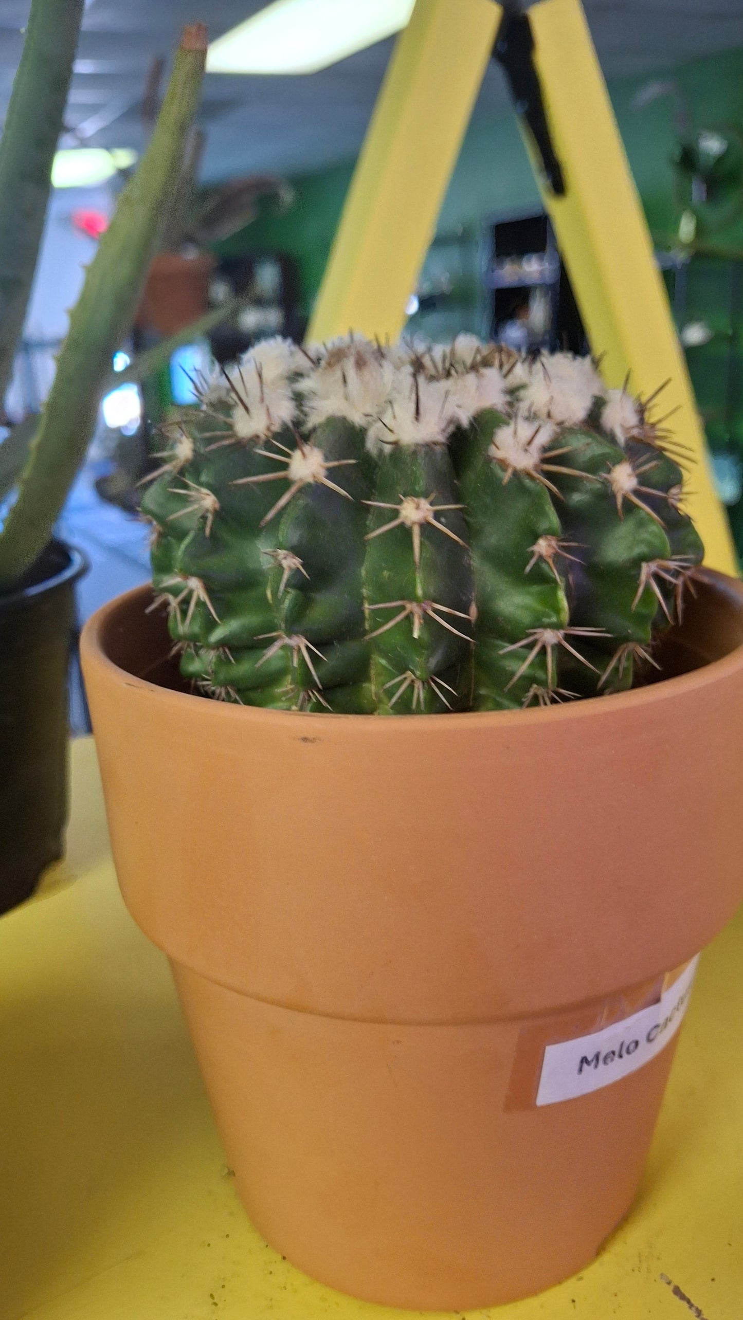 Melo Cactus