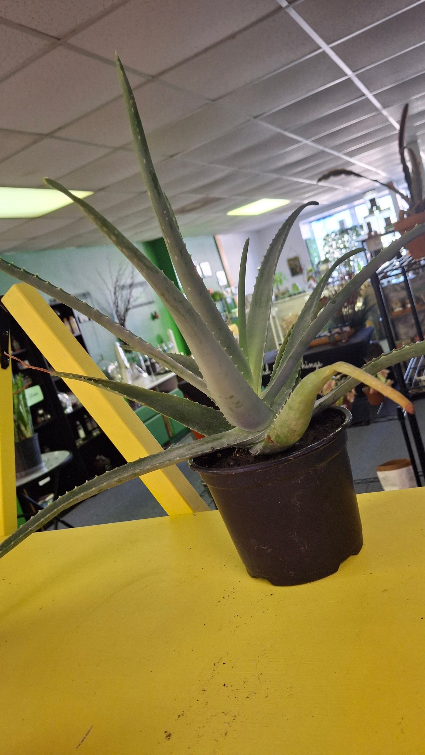 Aloe Vera Plant