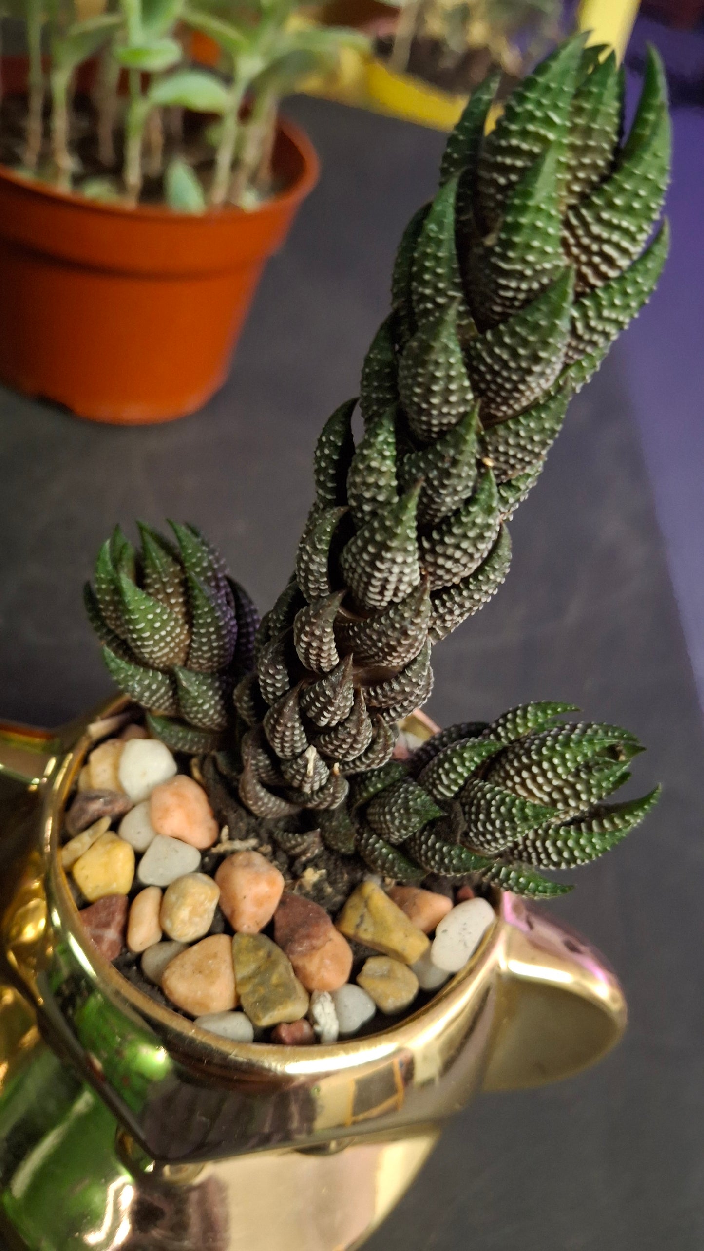 Funky Monkey Planter- New!