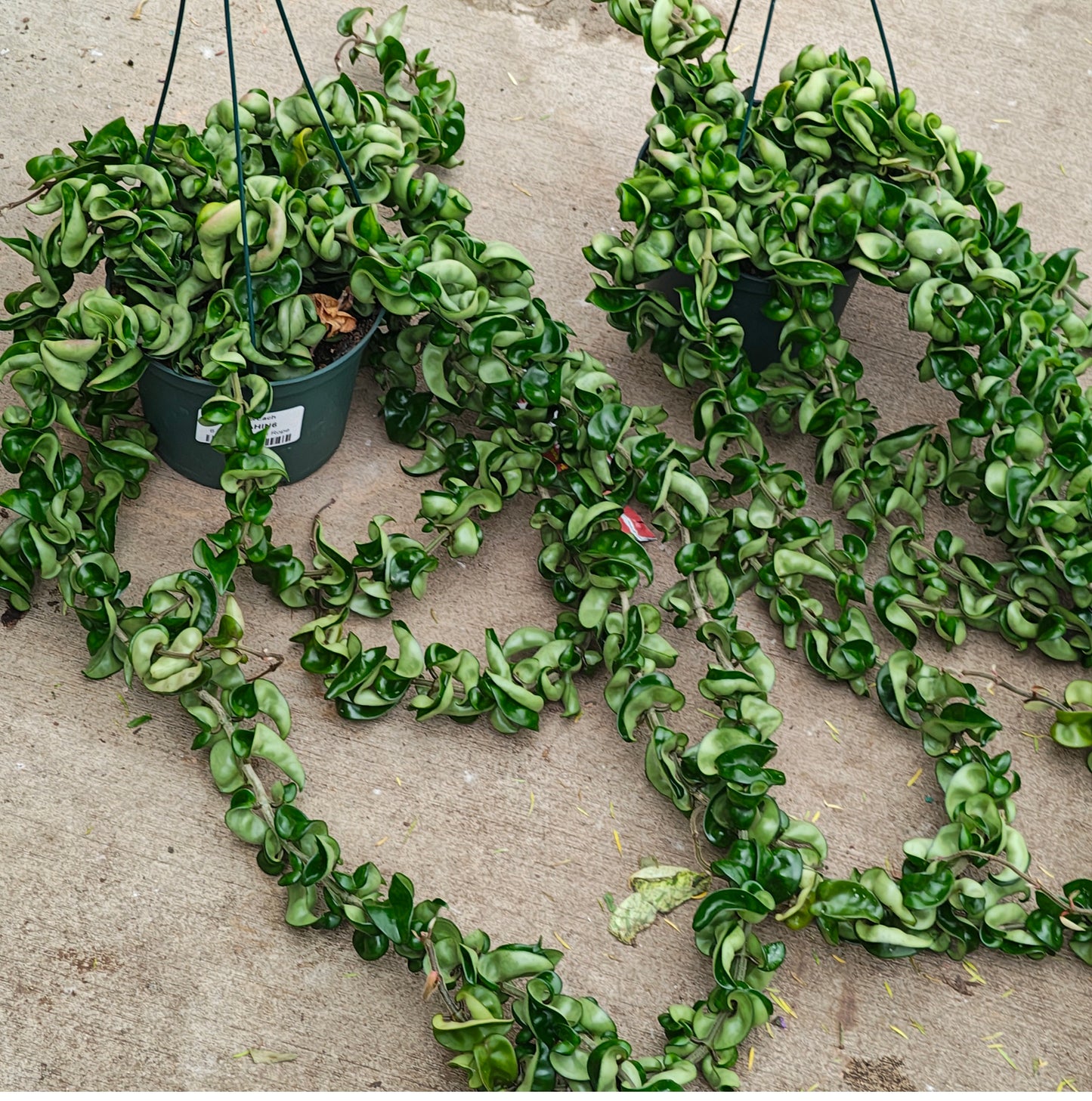 New- Hoya 'Hindu Rope'