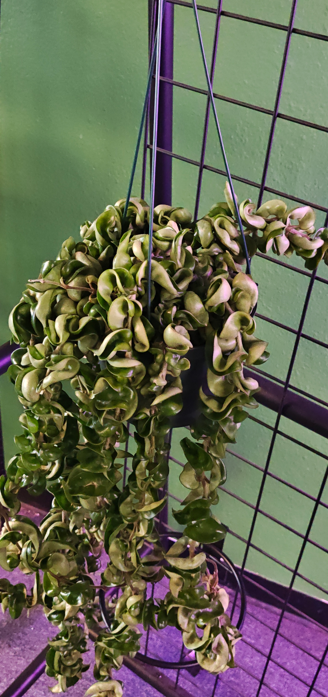 New- Hoya 'Hindu Rope'