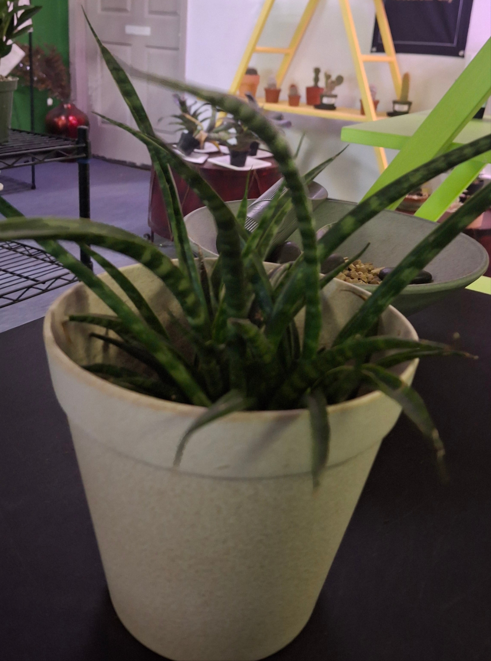 fernwood snake plant Sansevieria Fernwood 8"