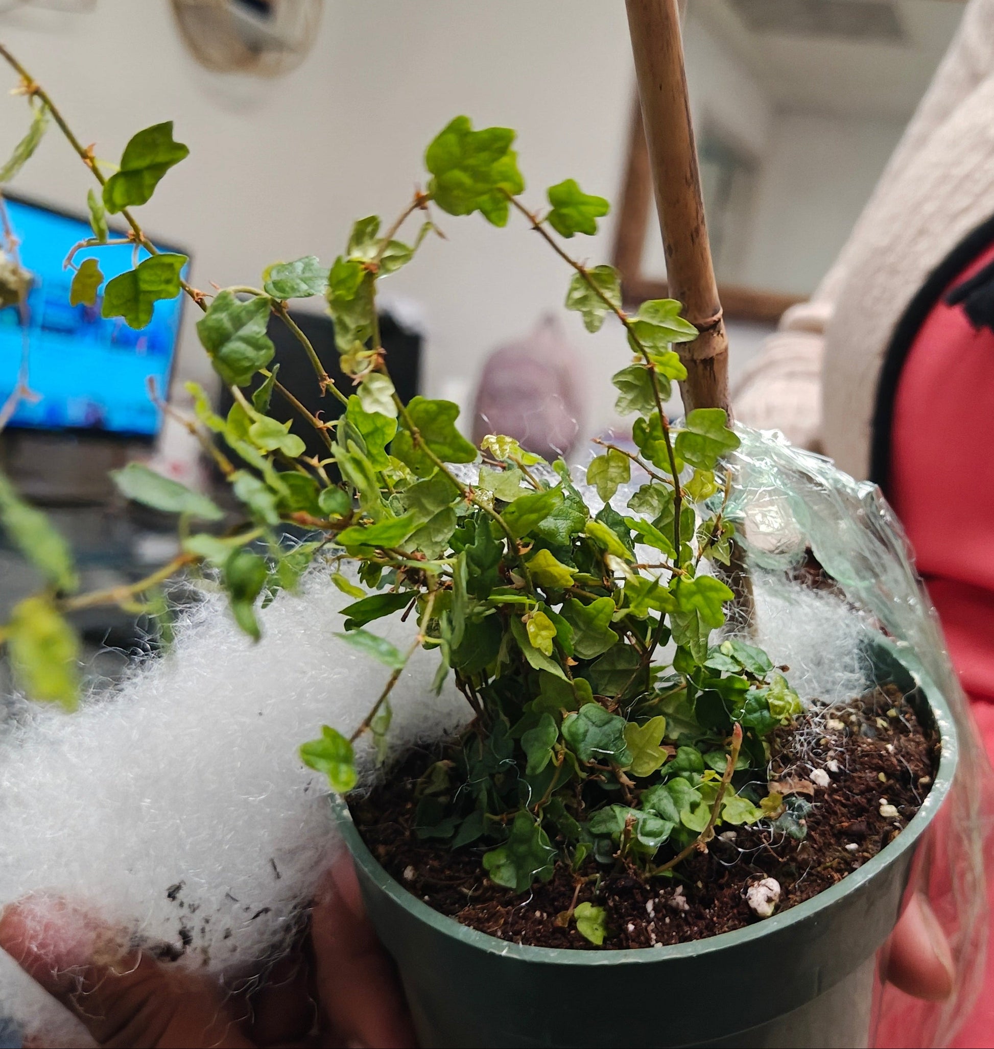 do frogs live in potted plants String of Frogs – Plants and Things LLC