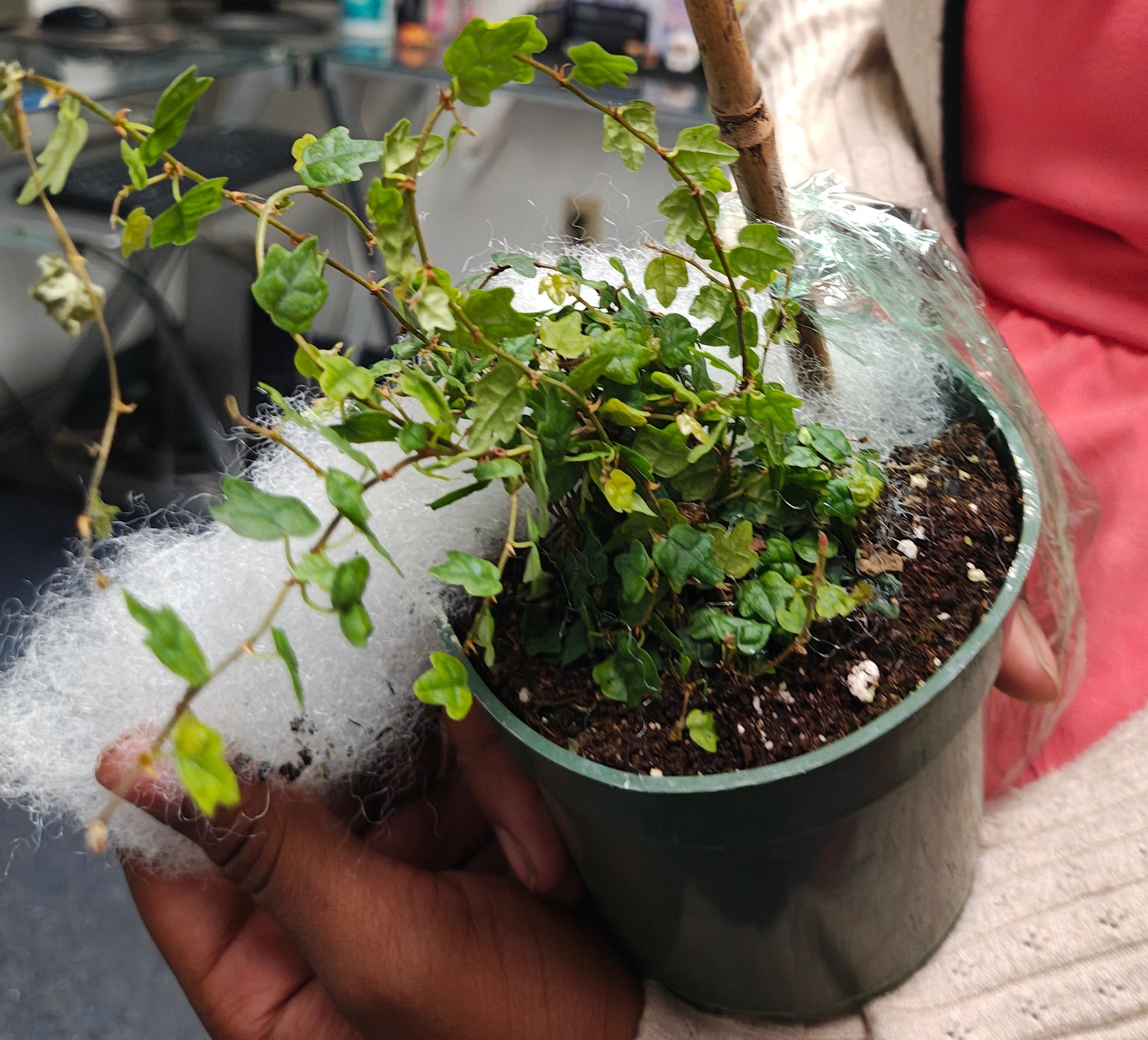 string of frogs succulent String of Frogs – Plants and Things LLC