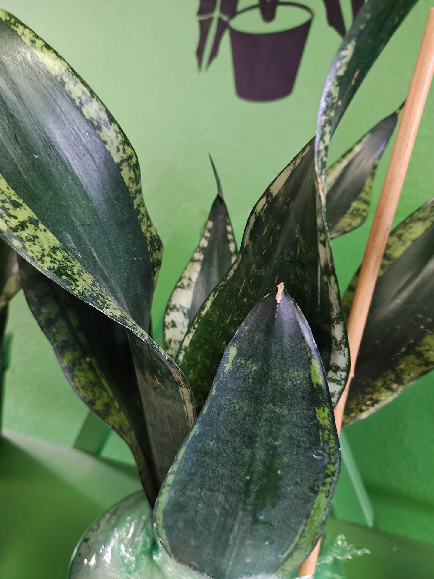 'Whitney' Snake Plant