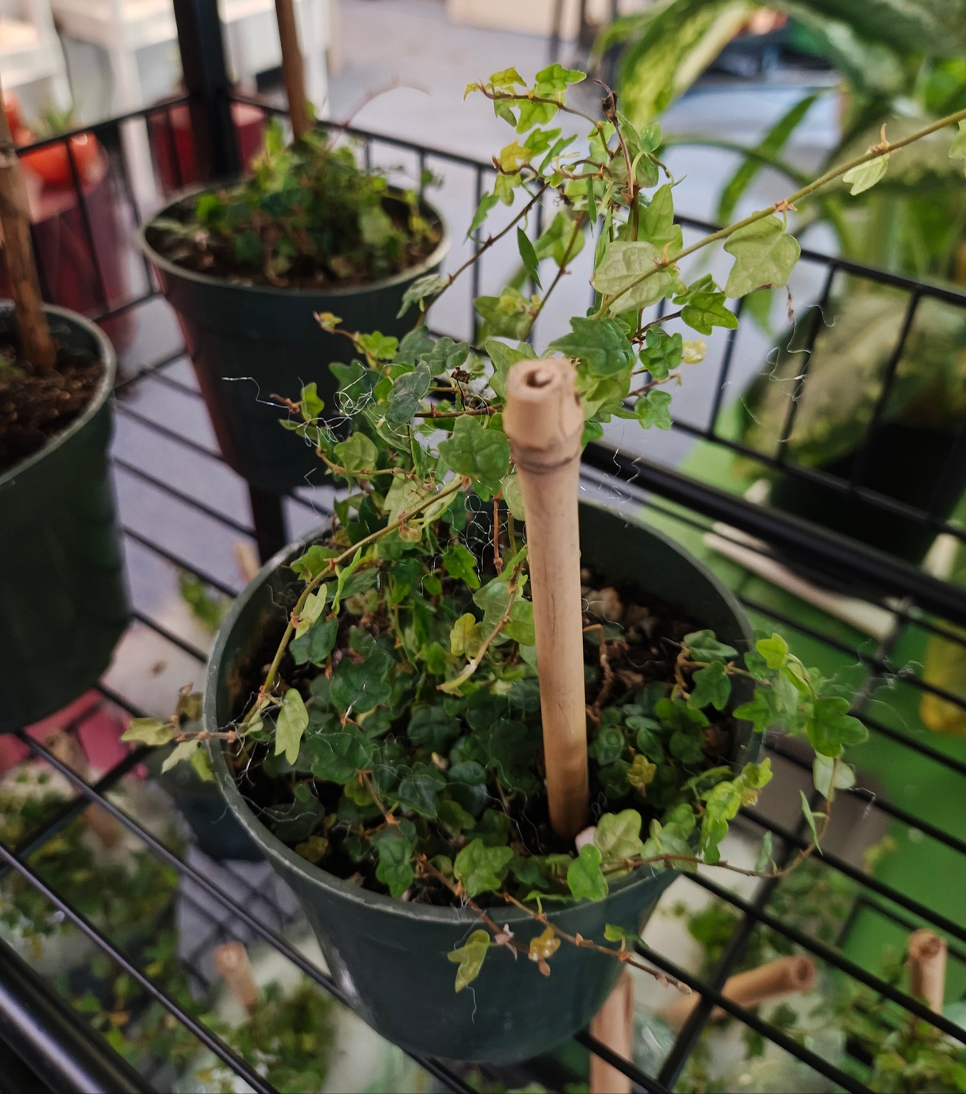 string of frogs succulent String of Frogs – Plants and Things LLC