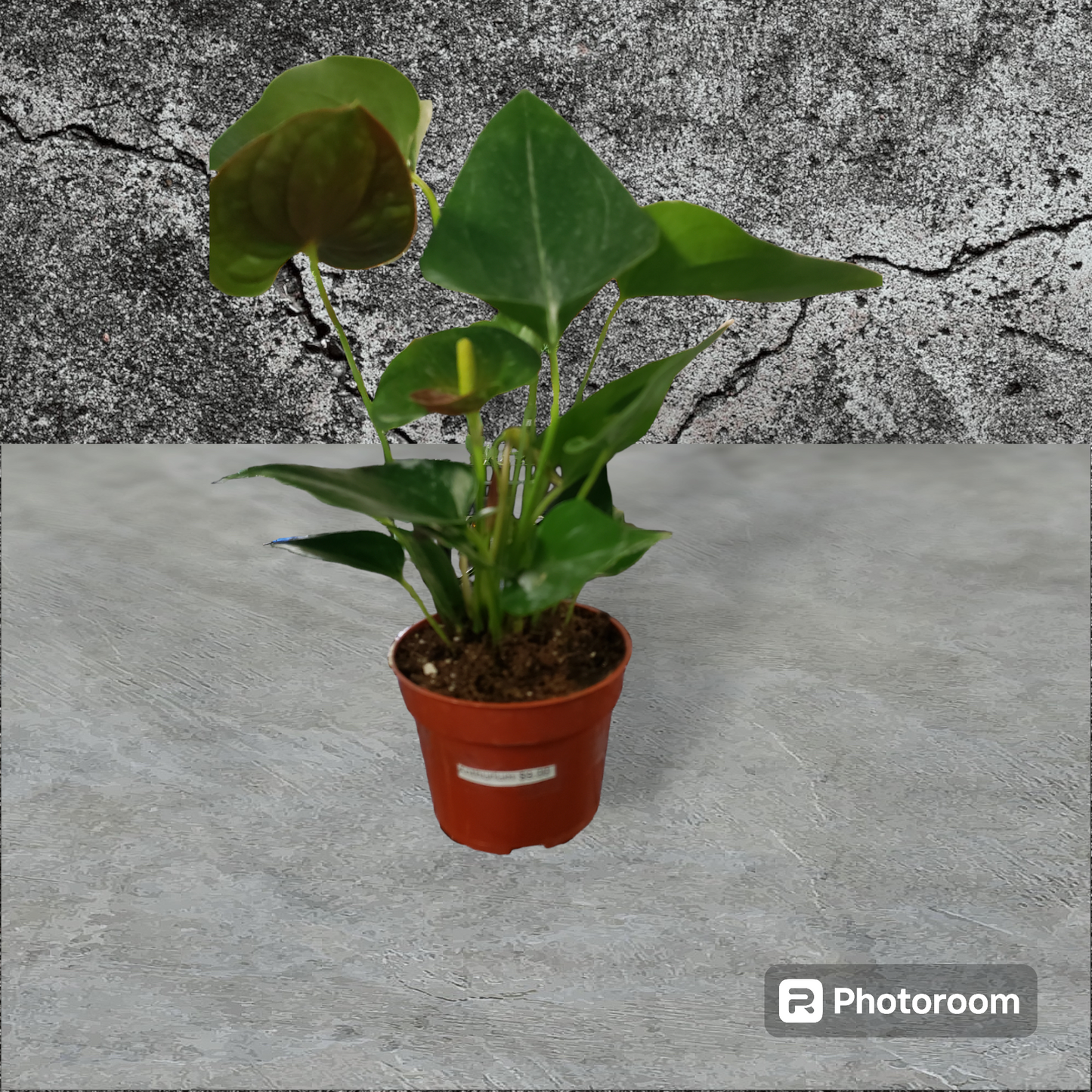 Anthurium