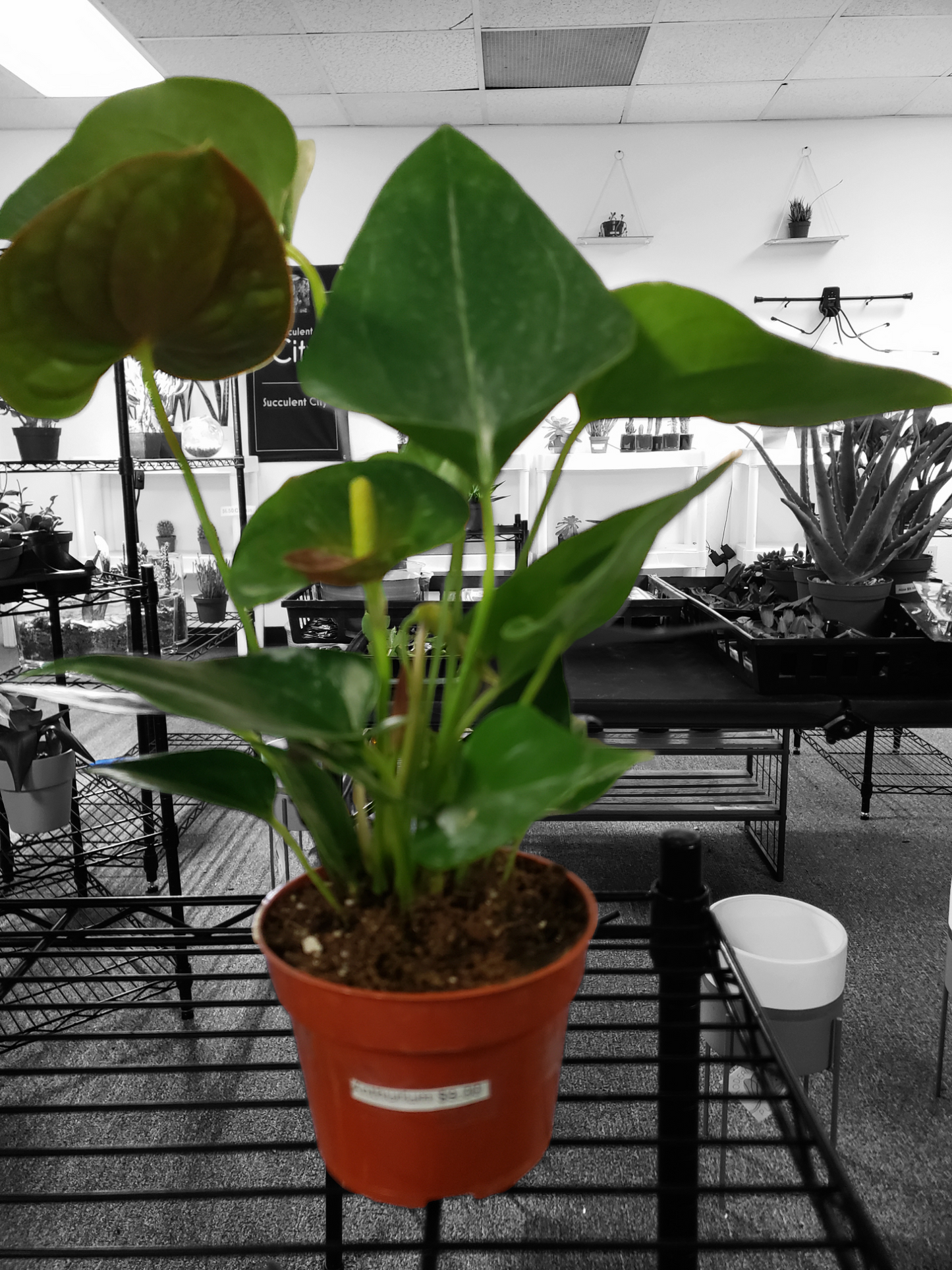 Anthurium