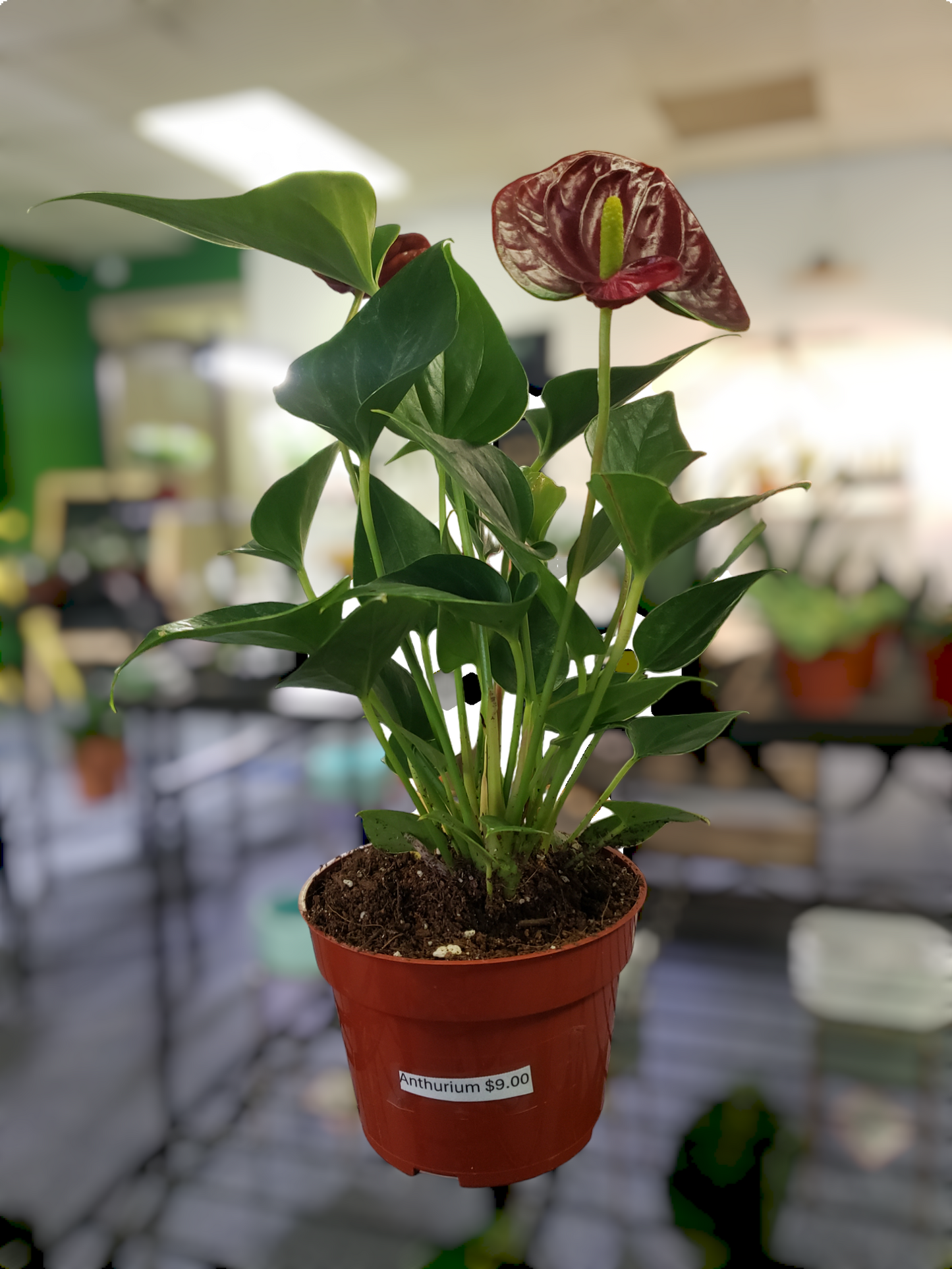 Anthurium