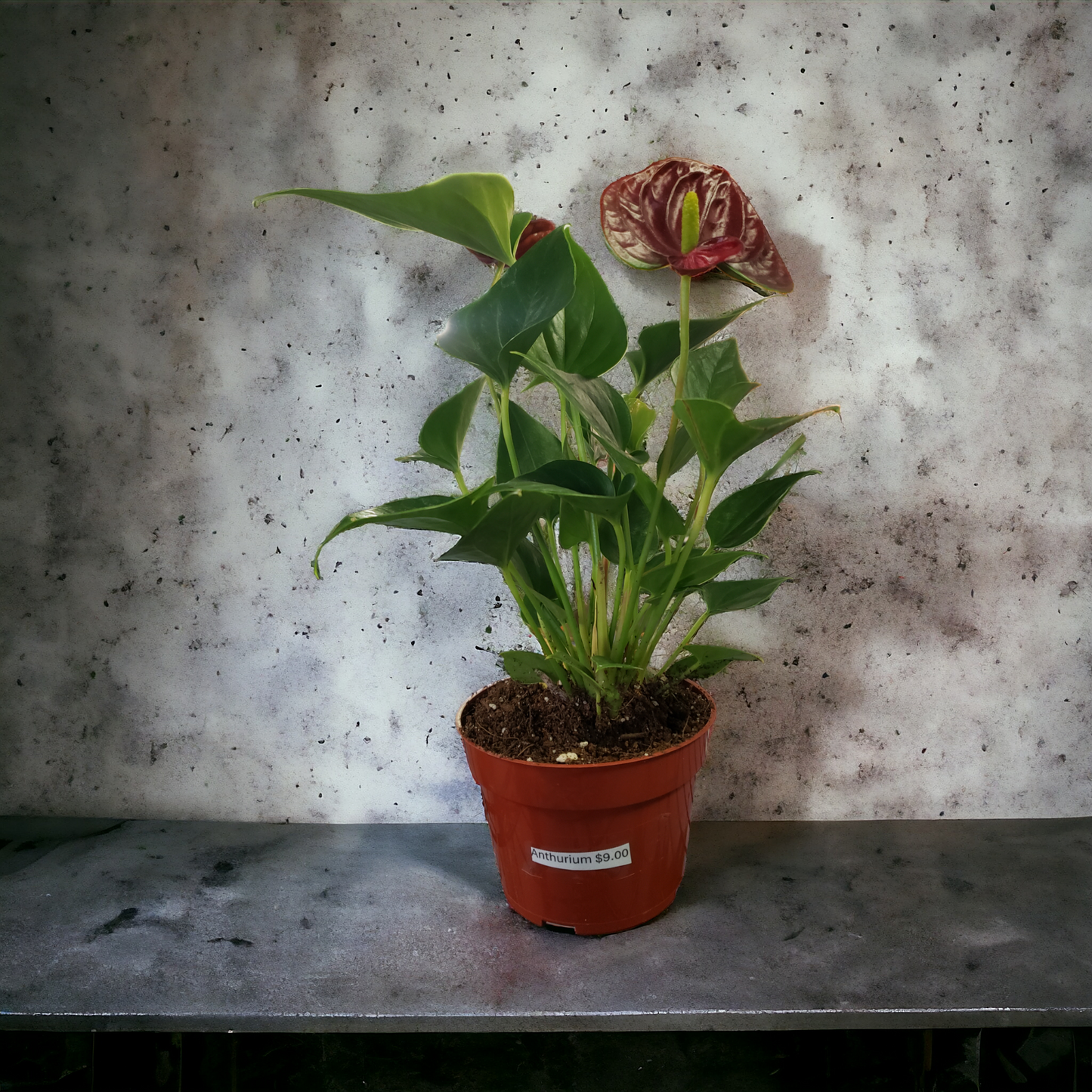 Anthurium