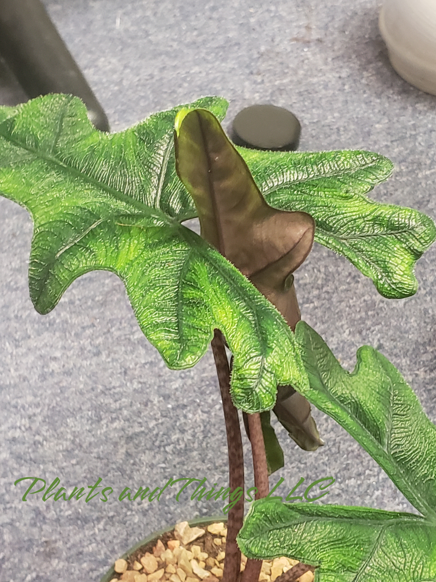 ALOCASIA JACKLYN