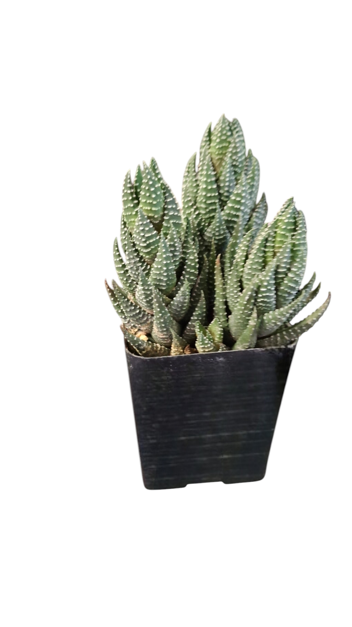 Haworthia Succulent