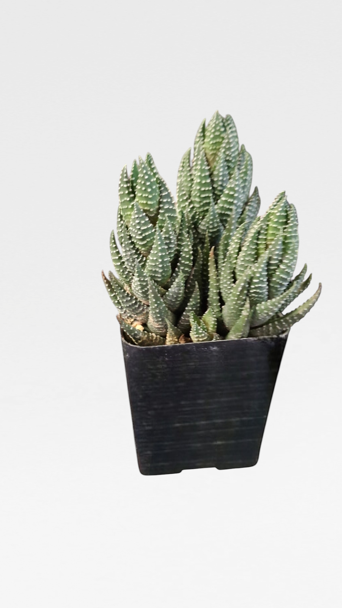 Haworthia Succulent