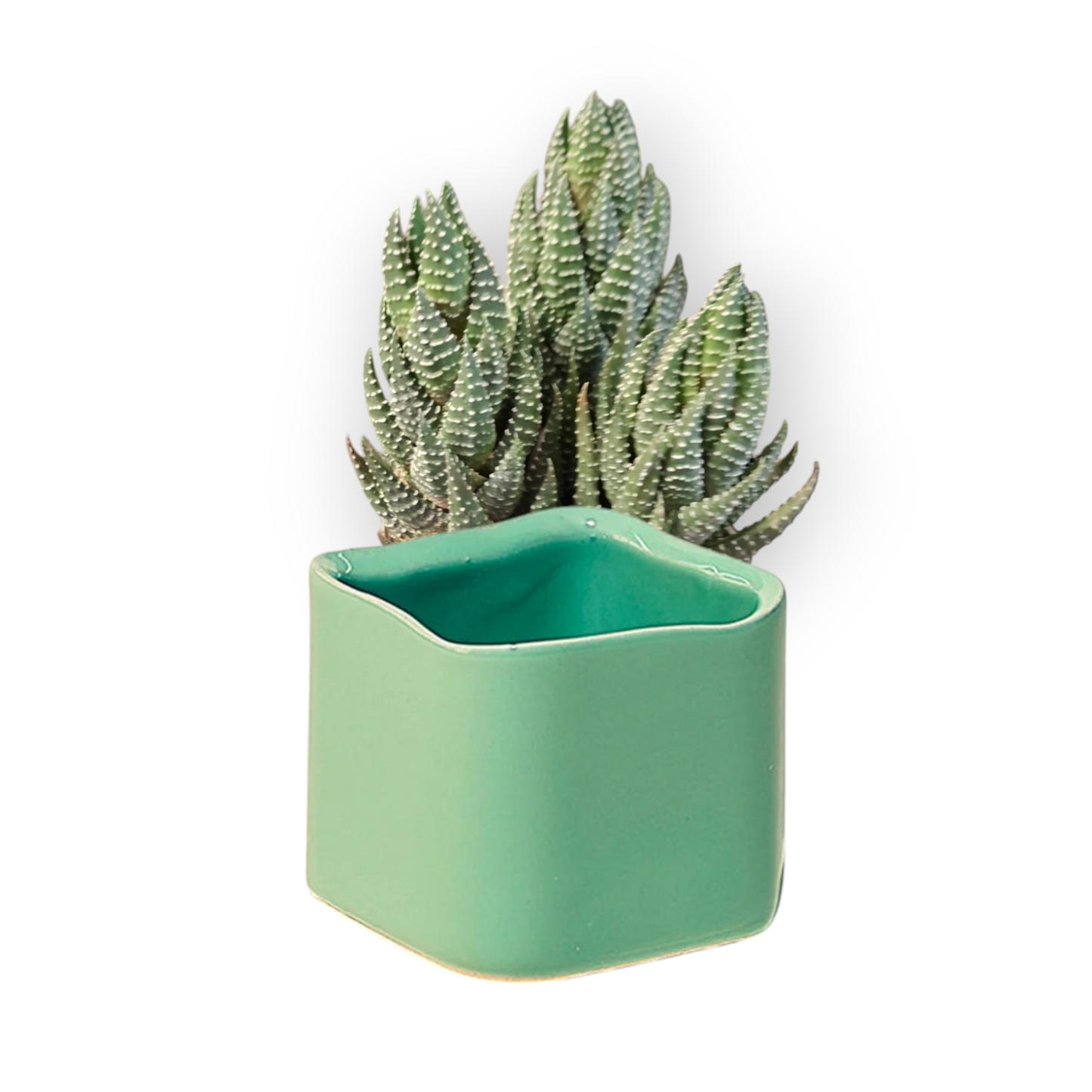 Svek Ceramic Indoor Succulent Pot